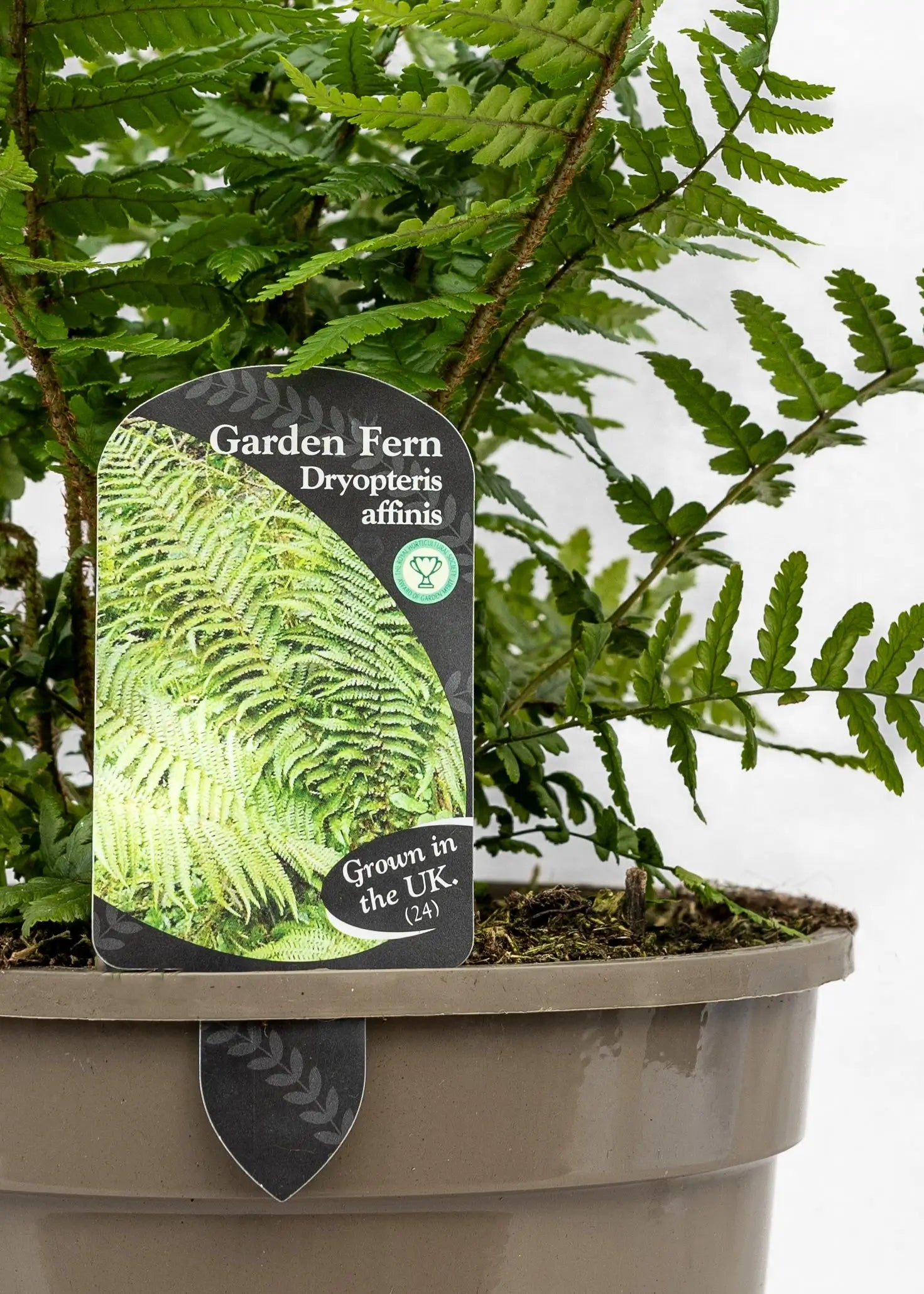 Dryopteris affinis