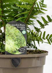 Dryopteris affinis