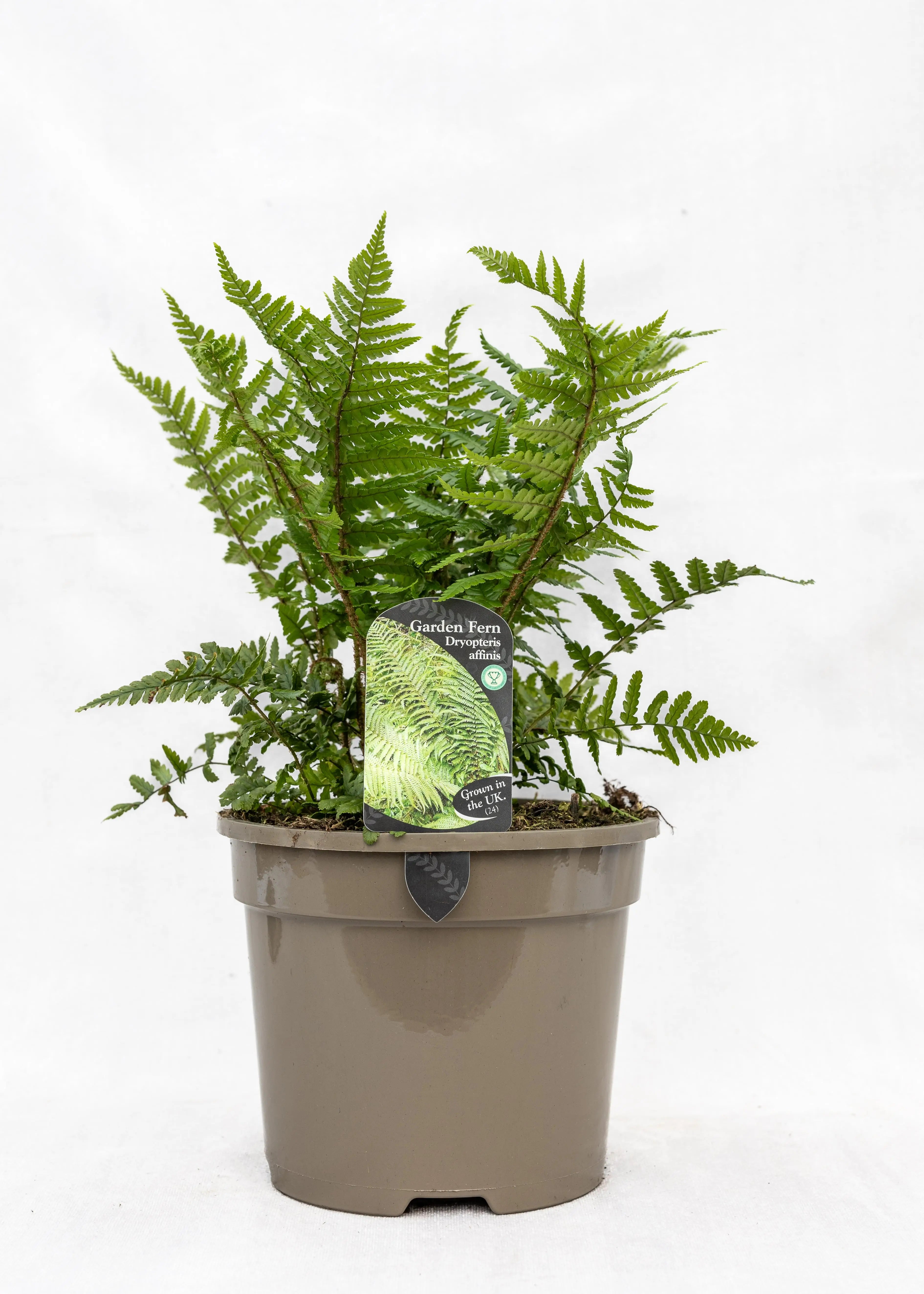 Dryopteris affinis