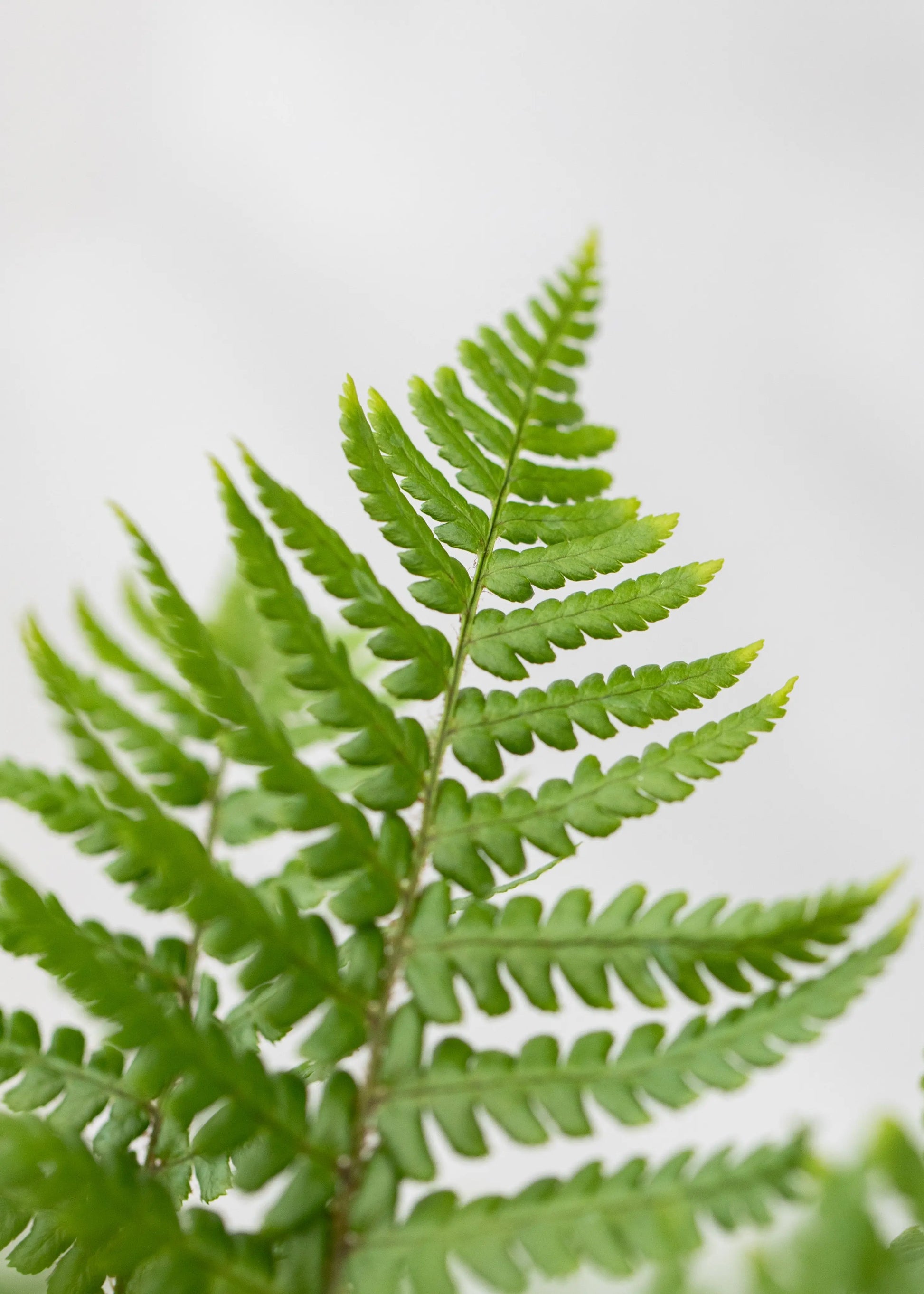 Dryopteris affinis