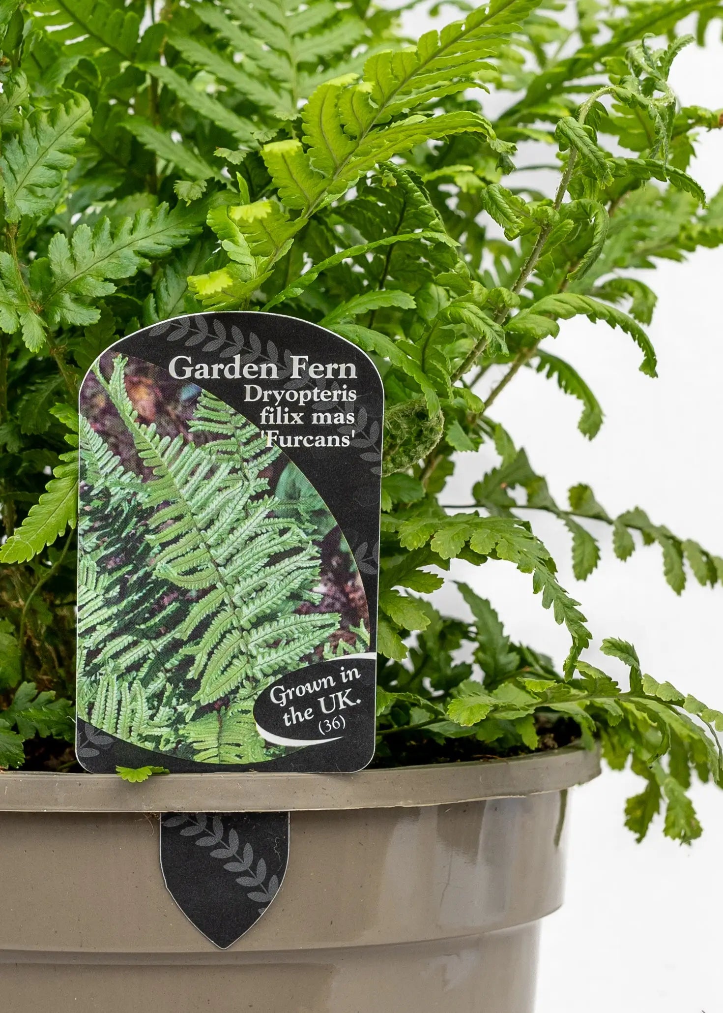 Dryopteris felix-mas 'Furcans'
