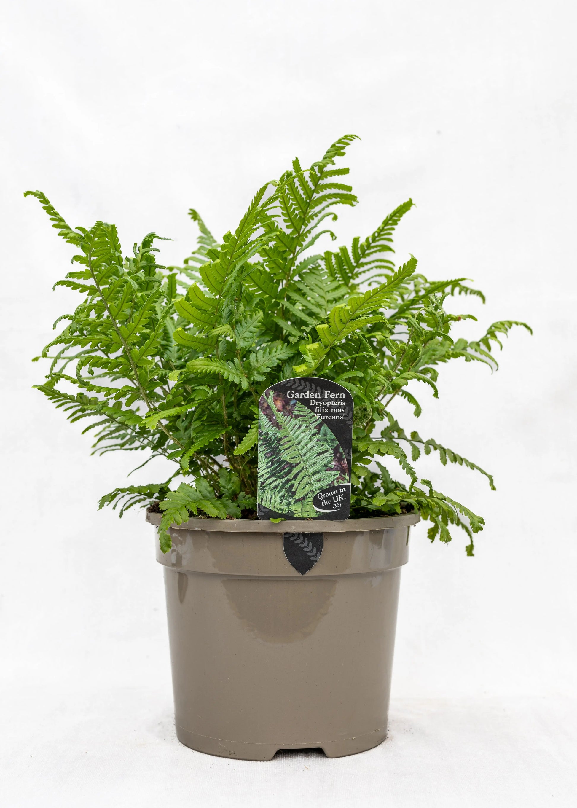 Dryopteris felix-mas 'Furcans'