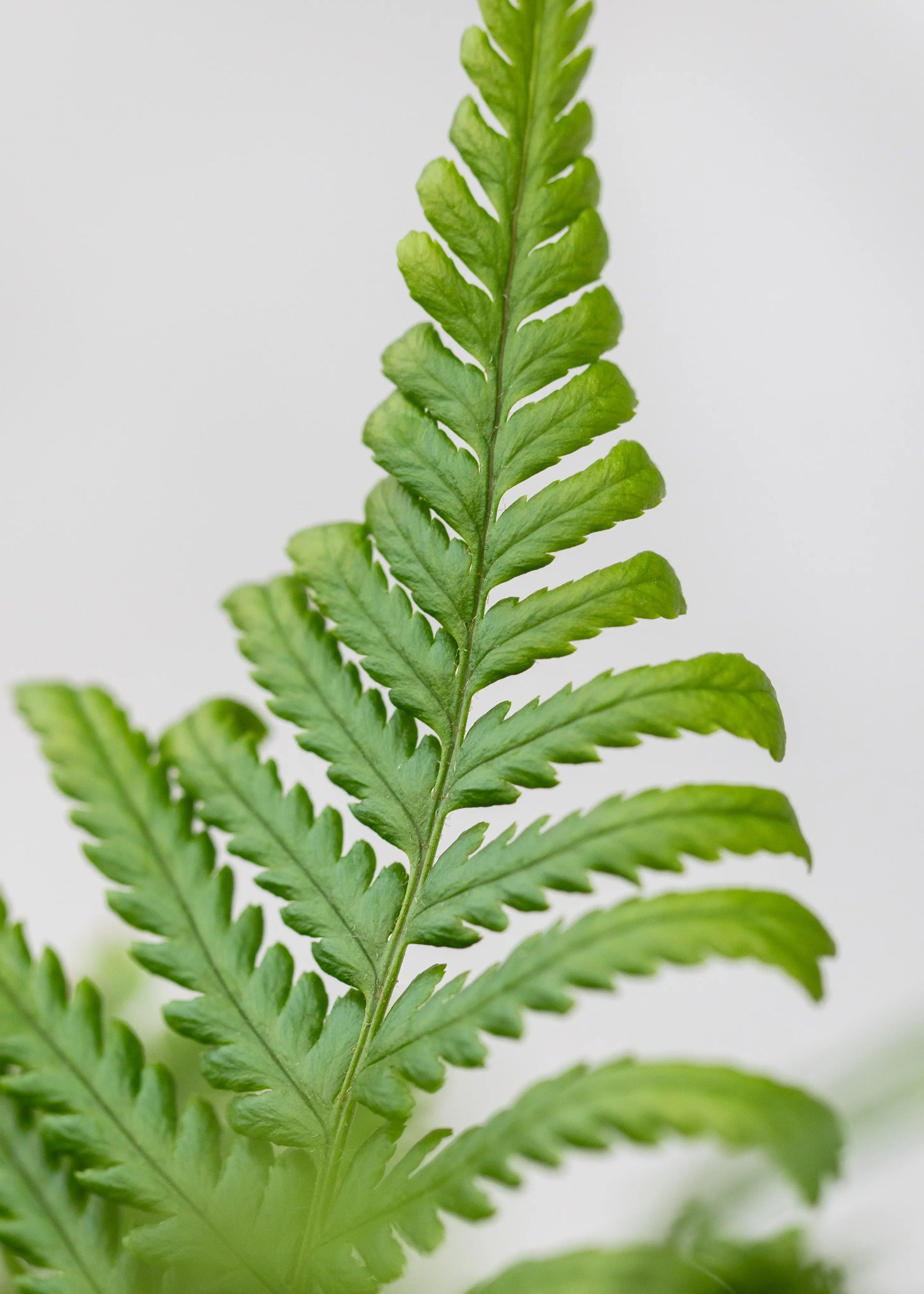 Dryopteris felix-mas 'Furcans'
