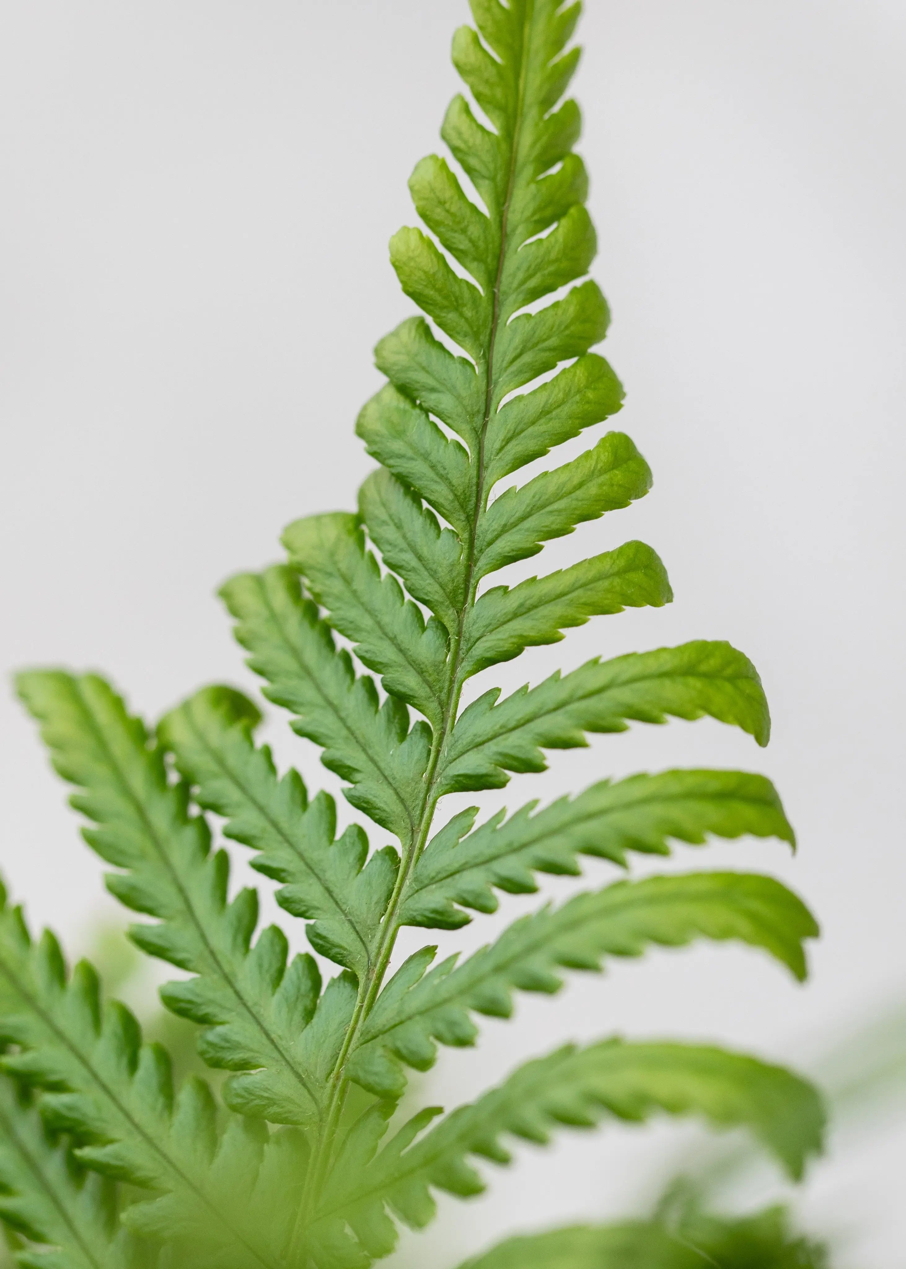 Dryopteris felix-mas 'Furcans'
