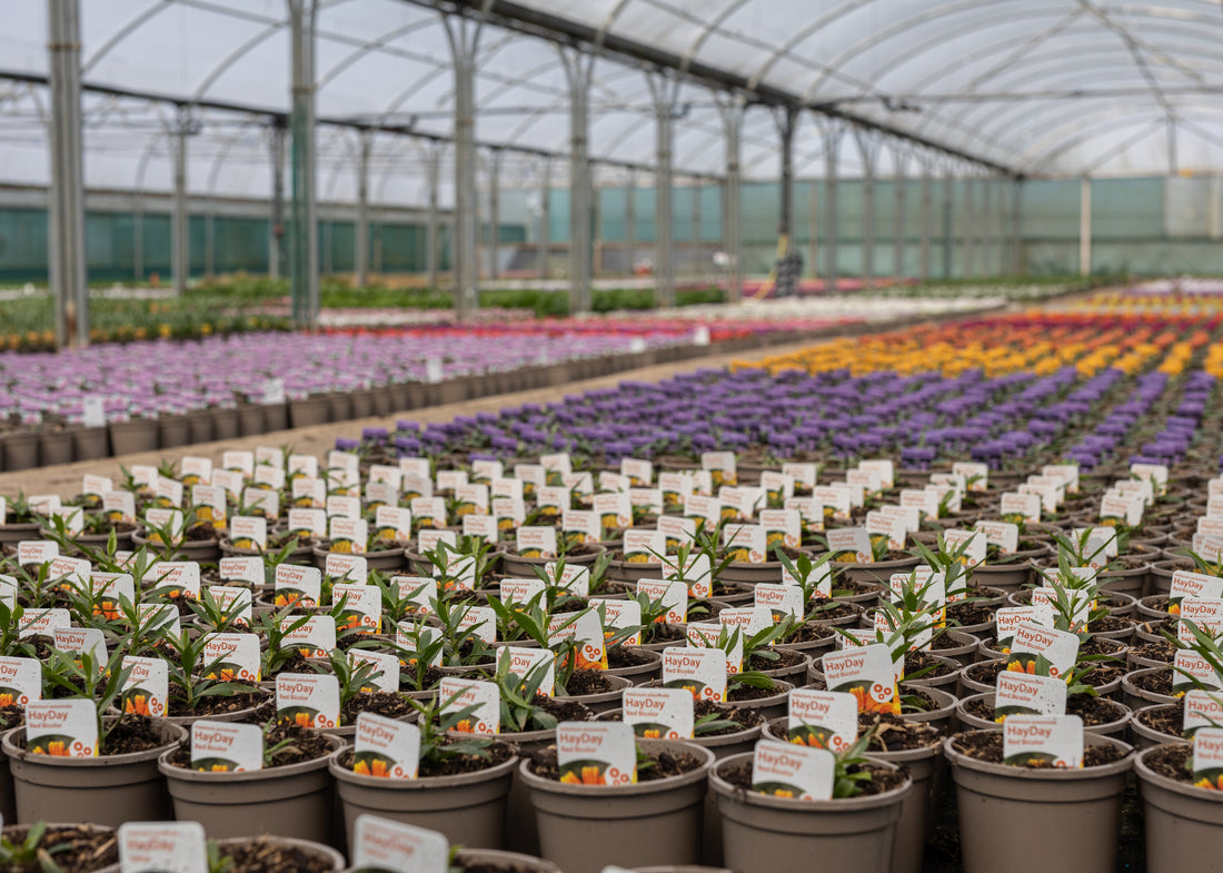 Grown in Lincolnshire