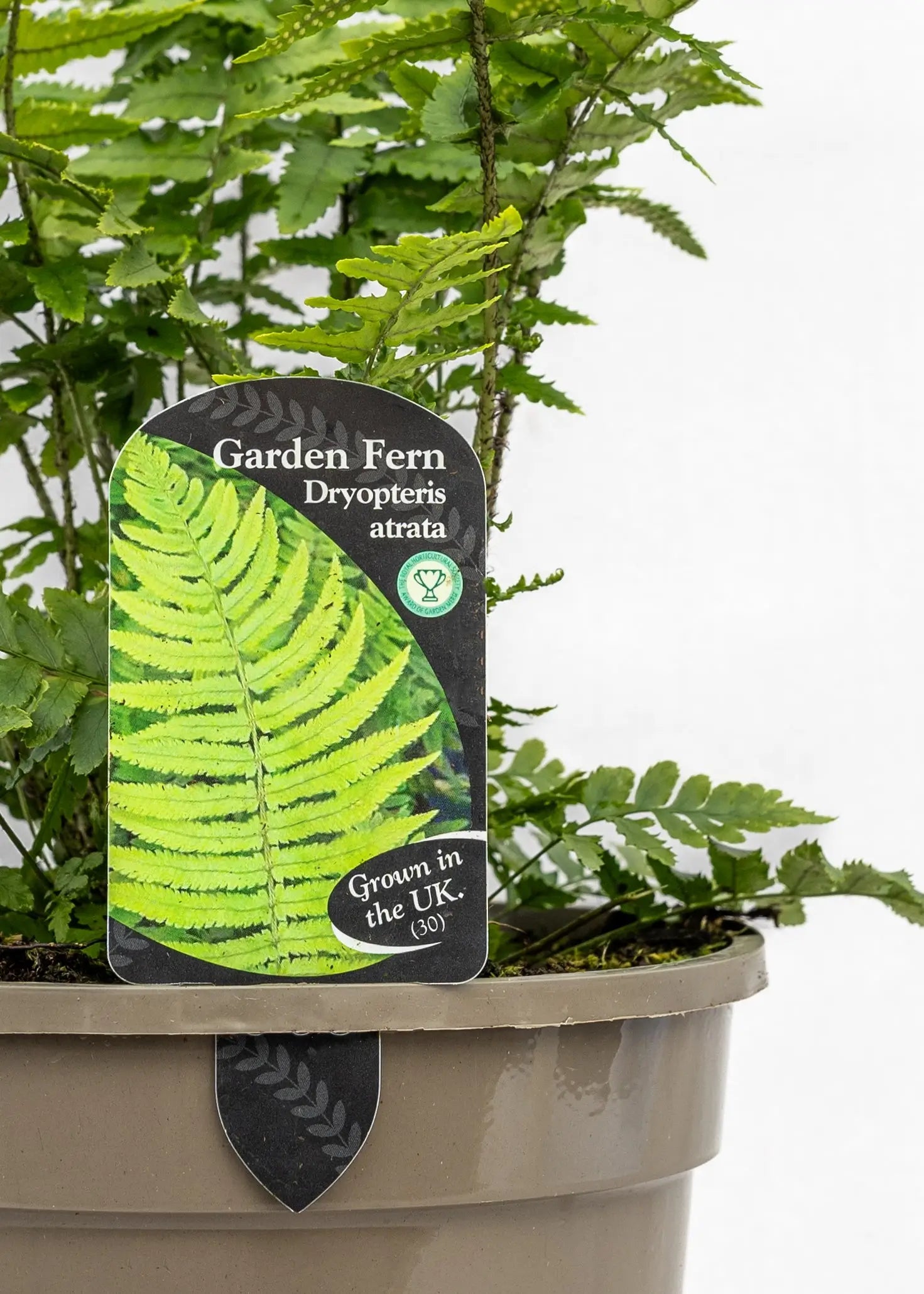 Dryopteris atrata