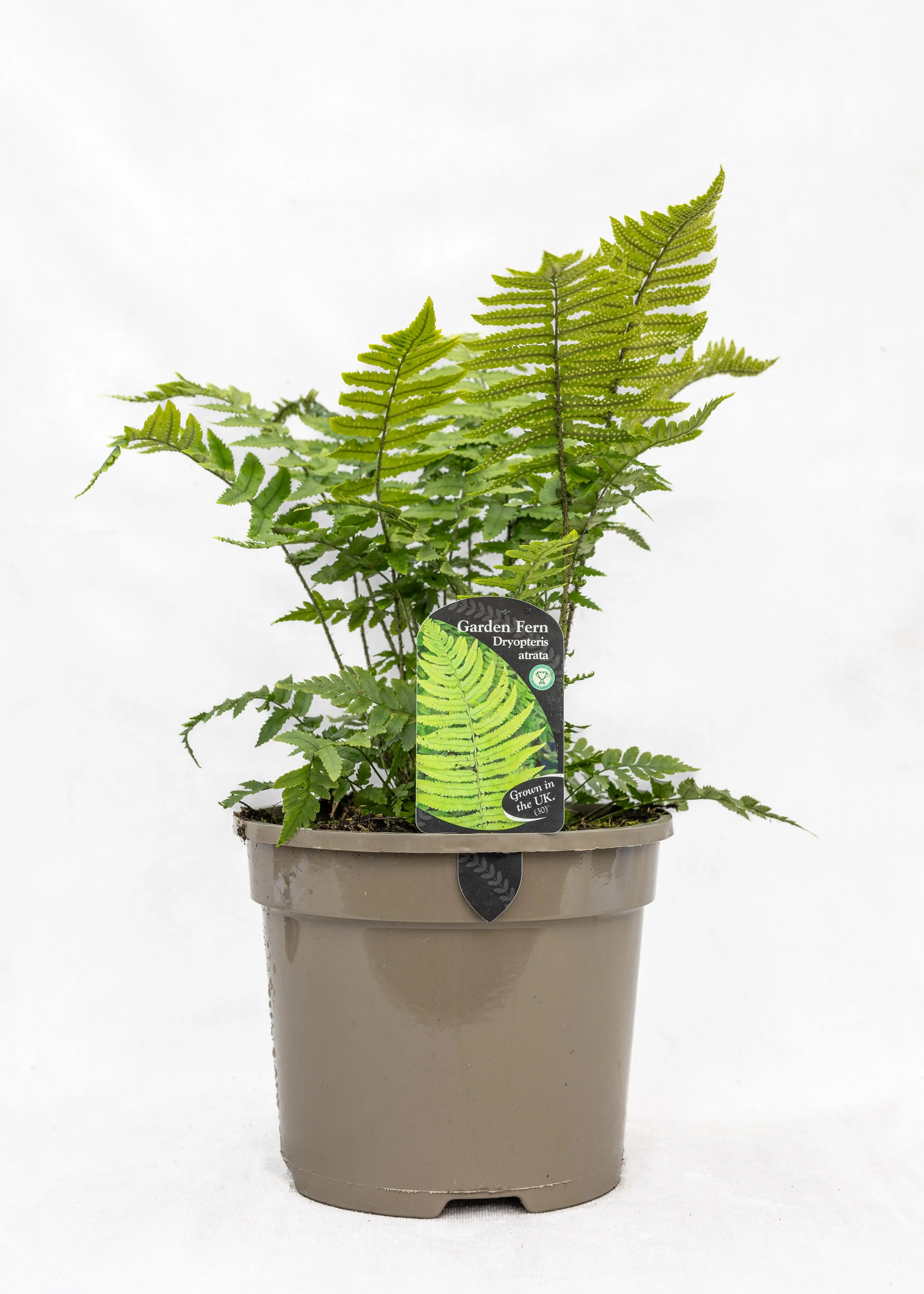 Dryopteris atrata