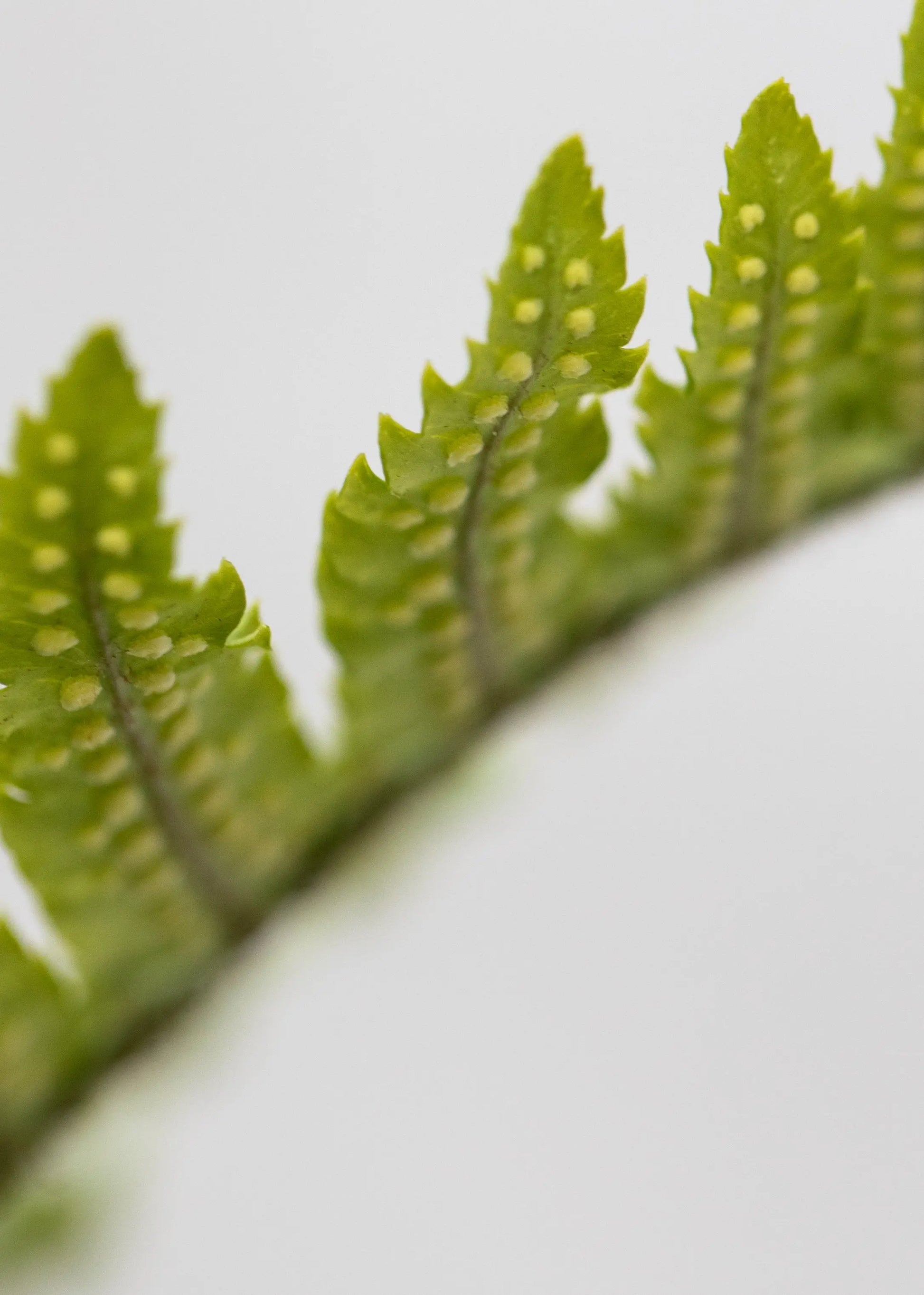 Dryopteris atrata