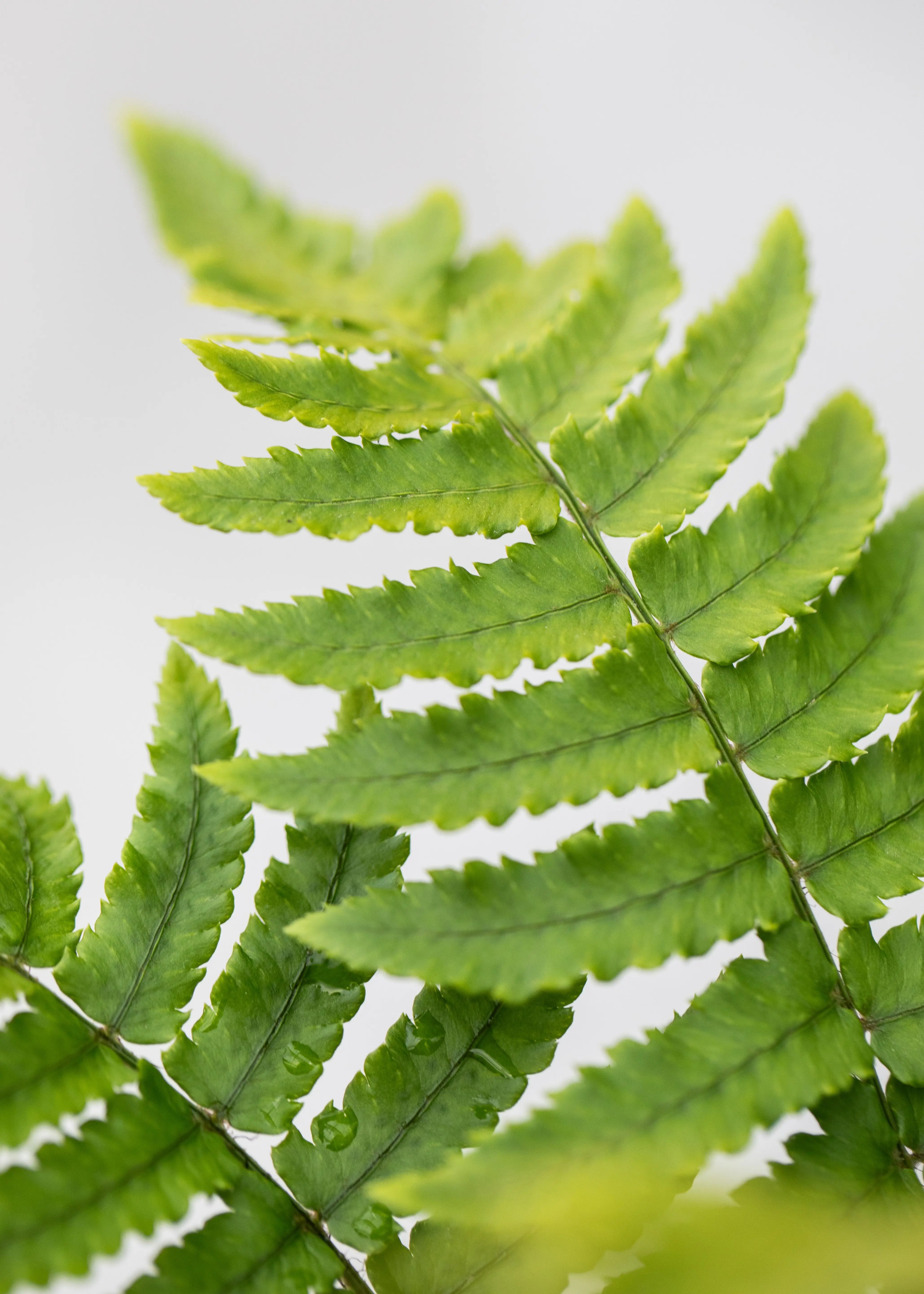 Dryopteris atrata