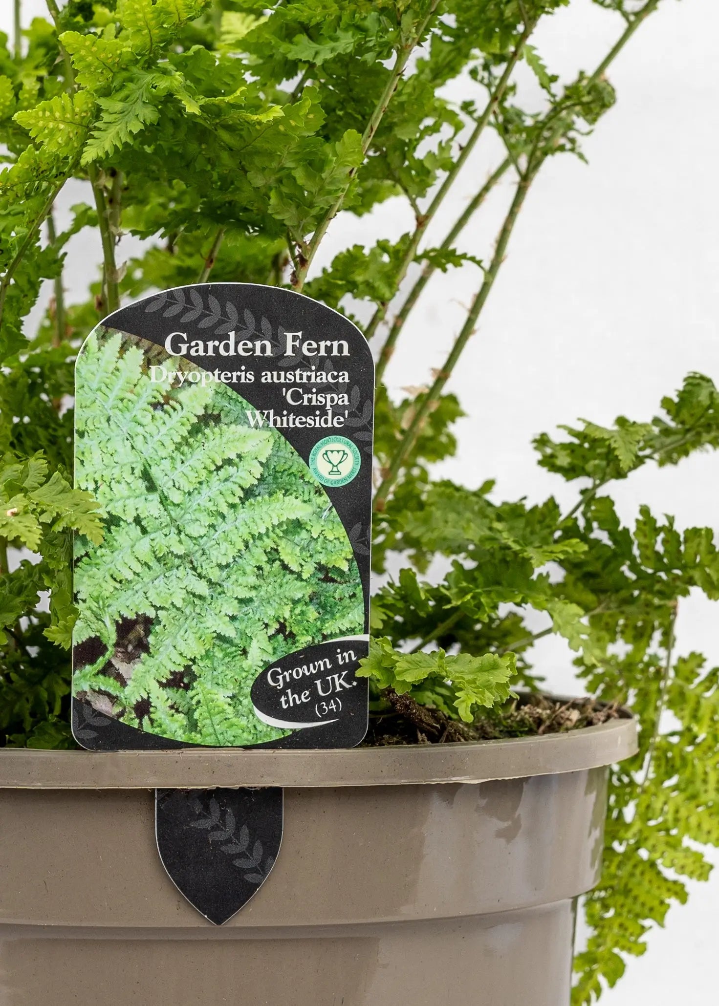Dryopteris austriaca 'Crispa Whiteside'