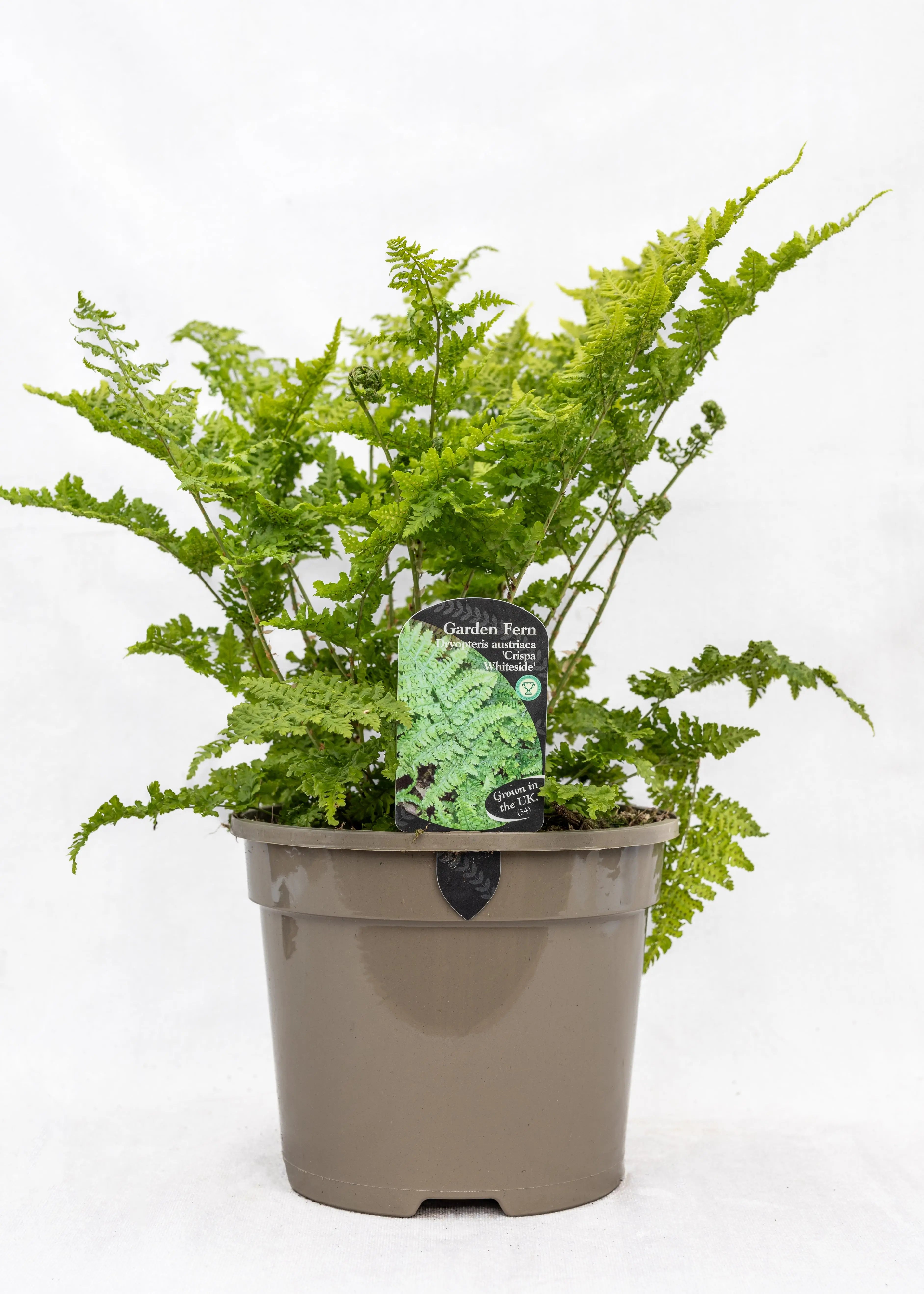 Dryopteris austriaca 'Crispa Whiteside'