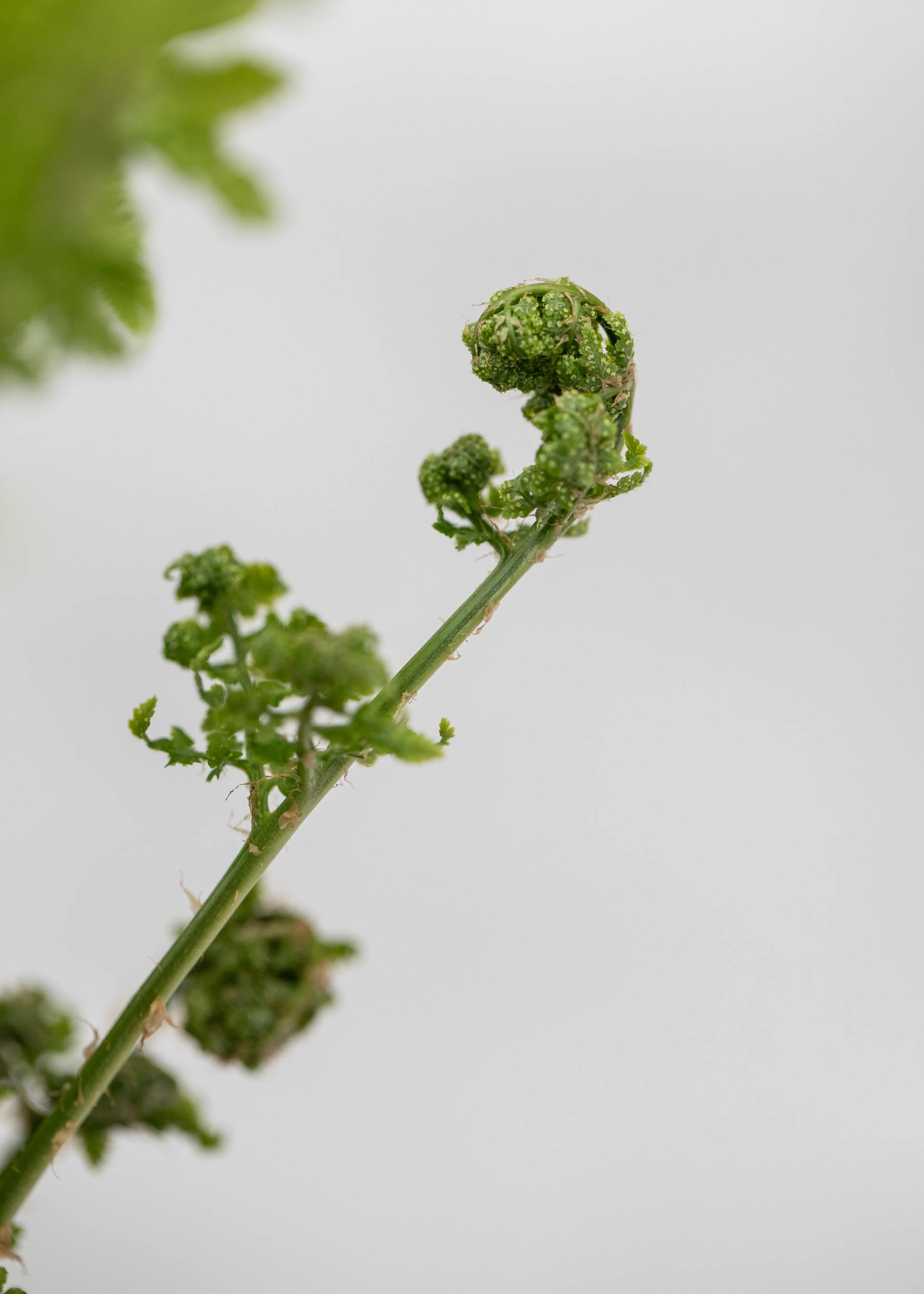 Dryopteris austriaca 'Crispa Whiteside'