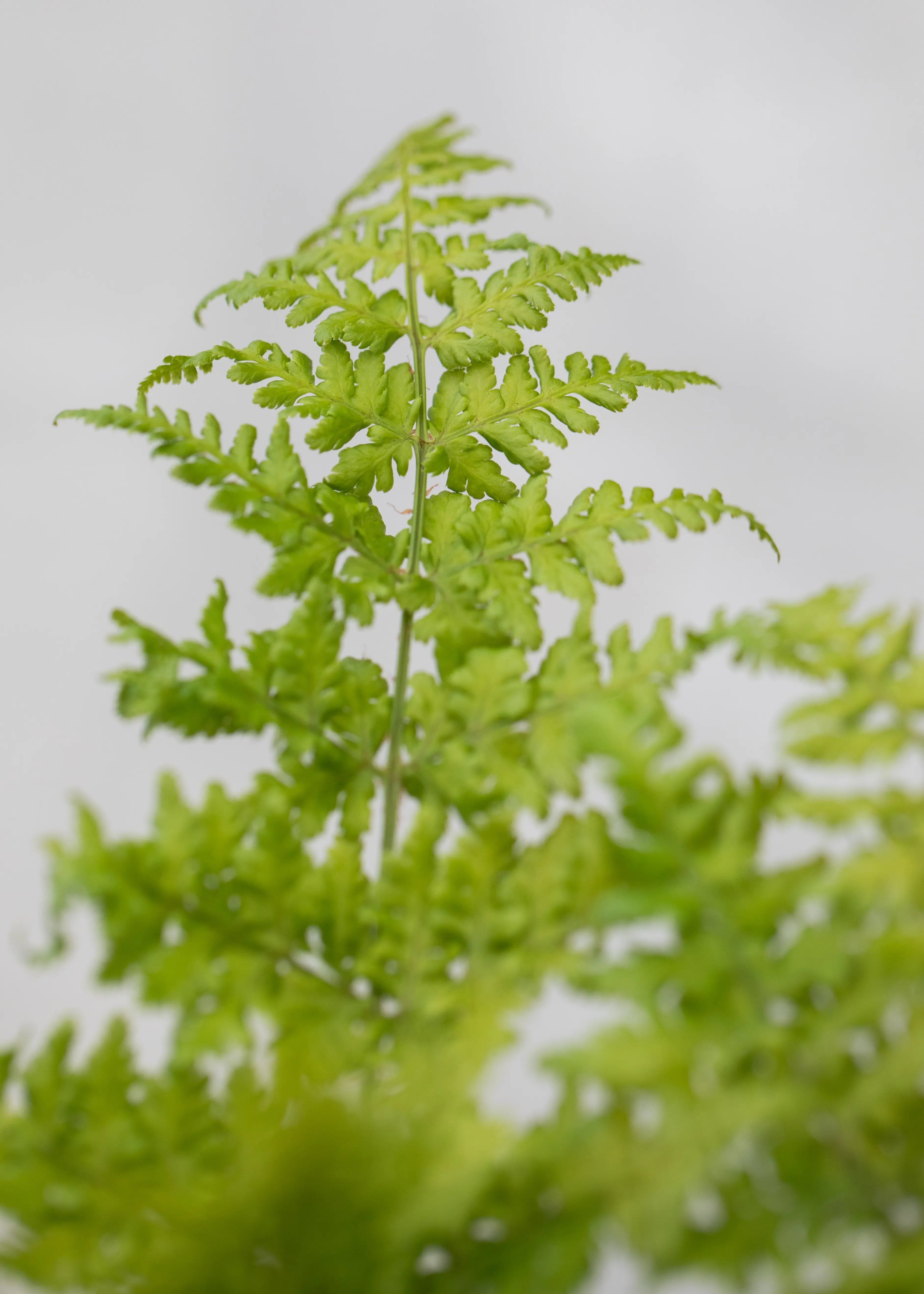 Dryopteris austriaca 'Crispa Whiteside'