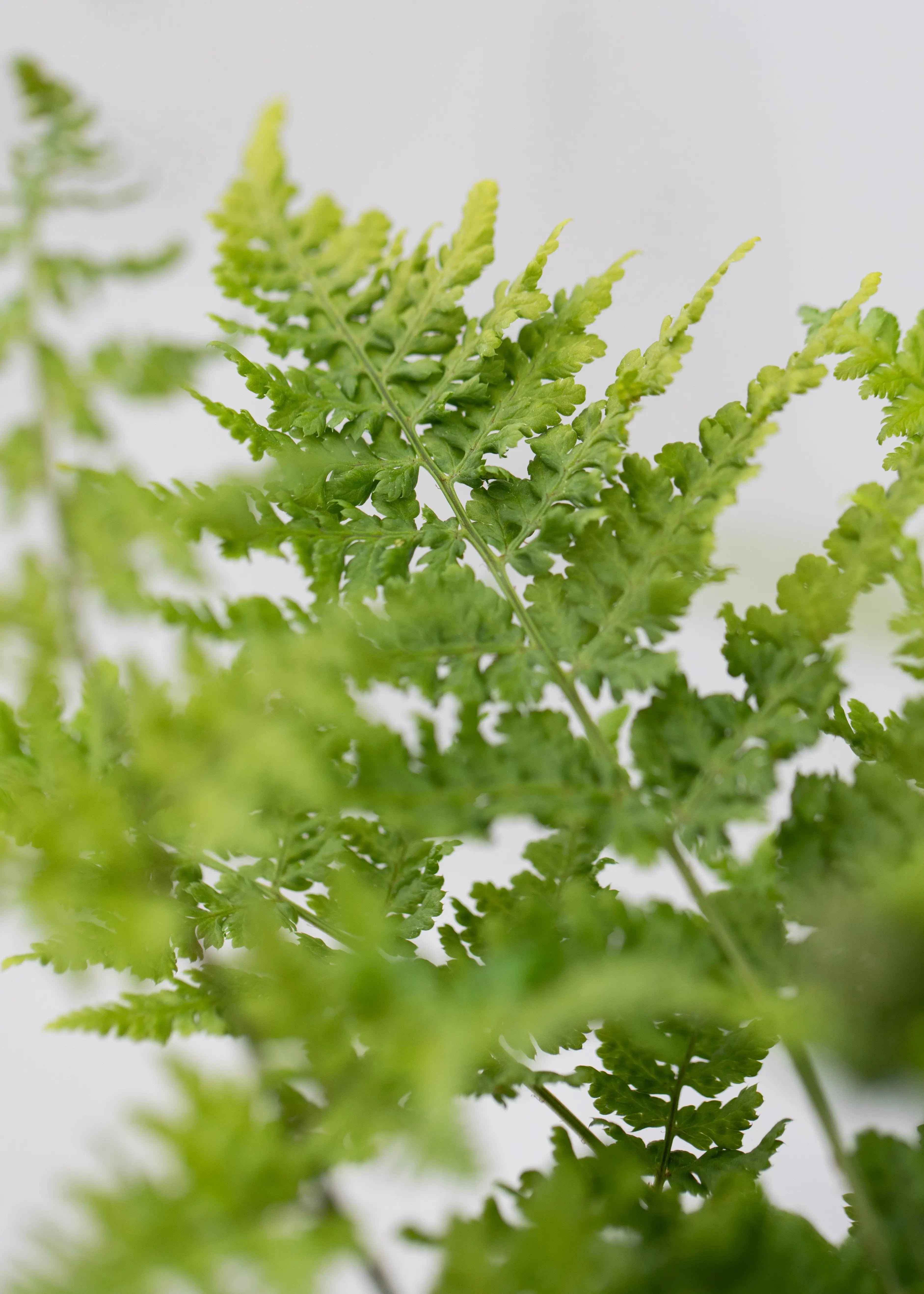Dryopteris austriaca 'Crispa Whiteside'