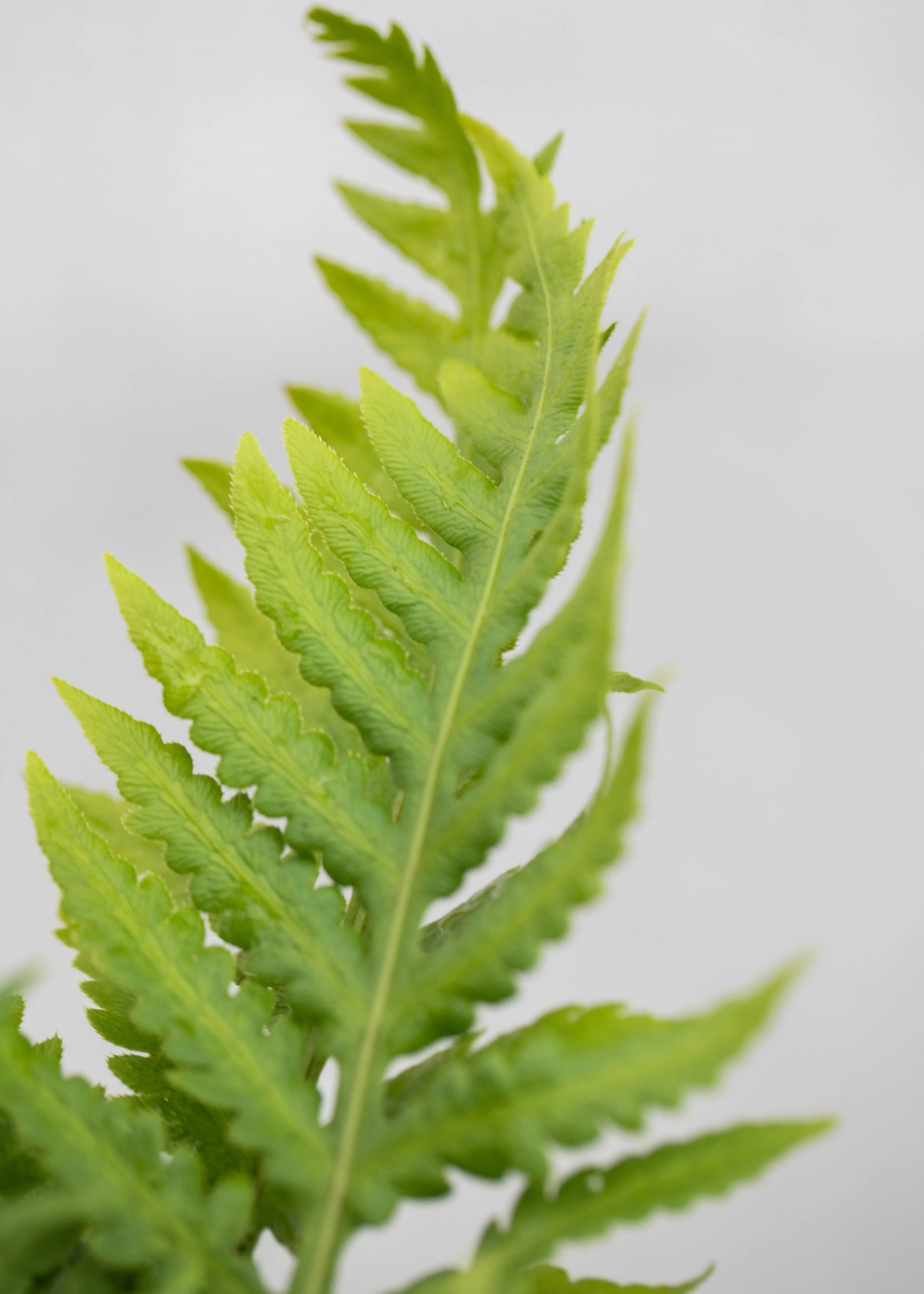 Woodwardia fimbriata