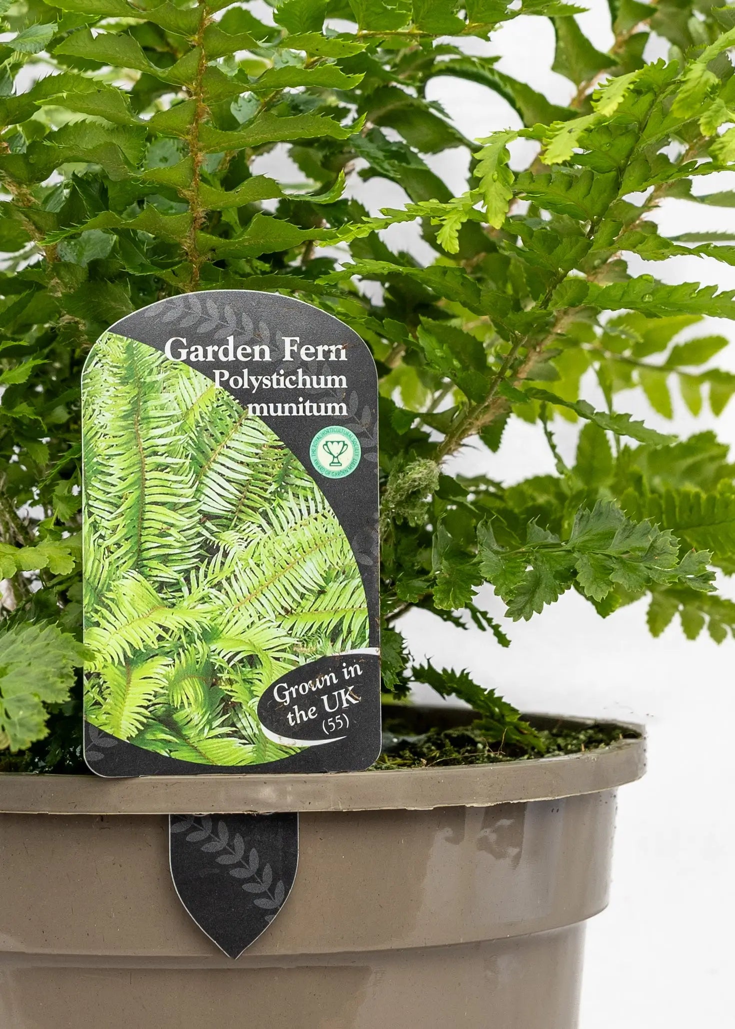 Polystichum munitum