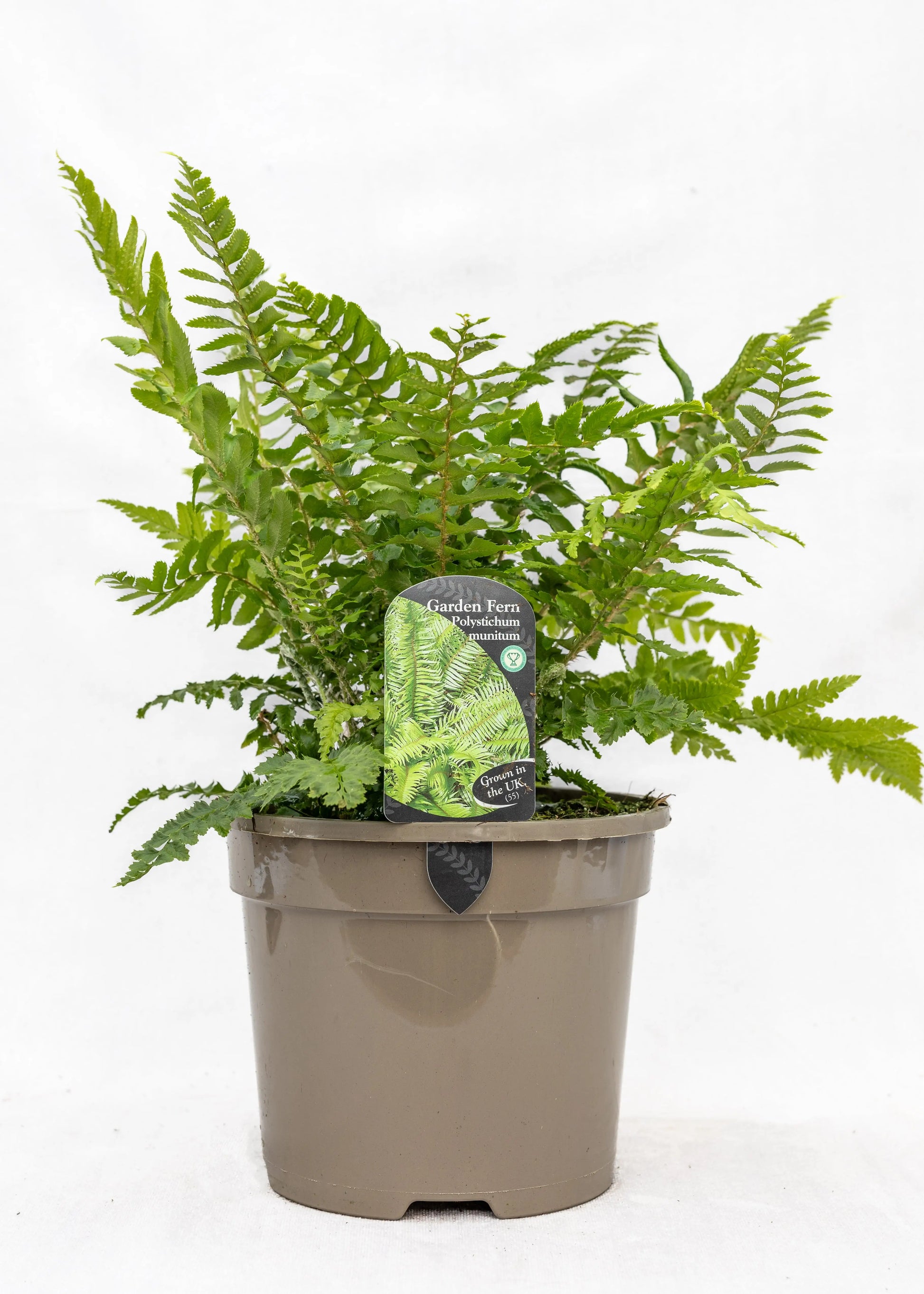 Polystichum munitum