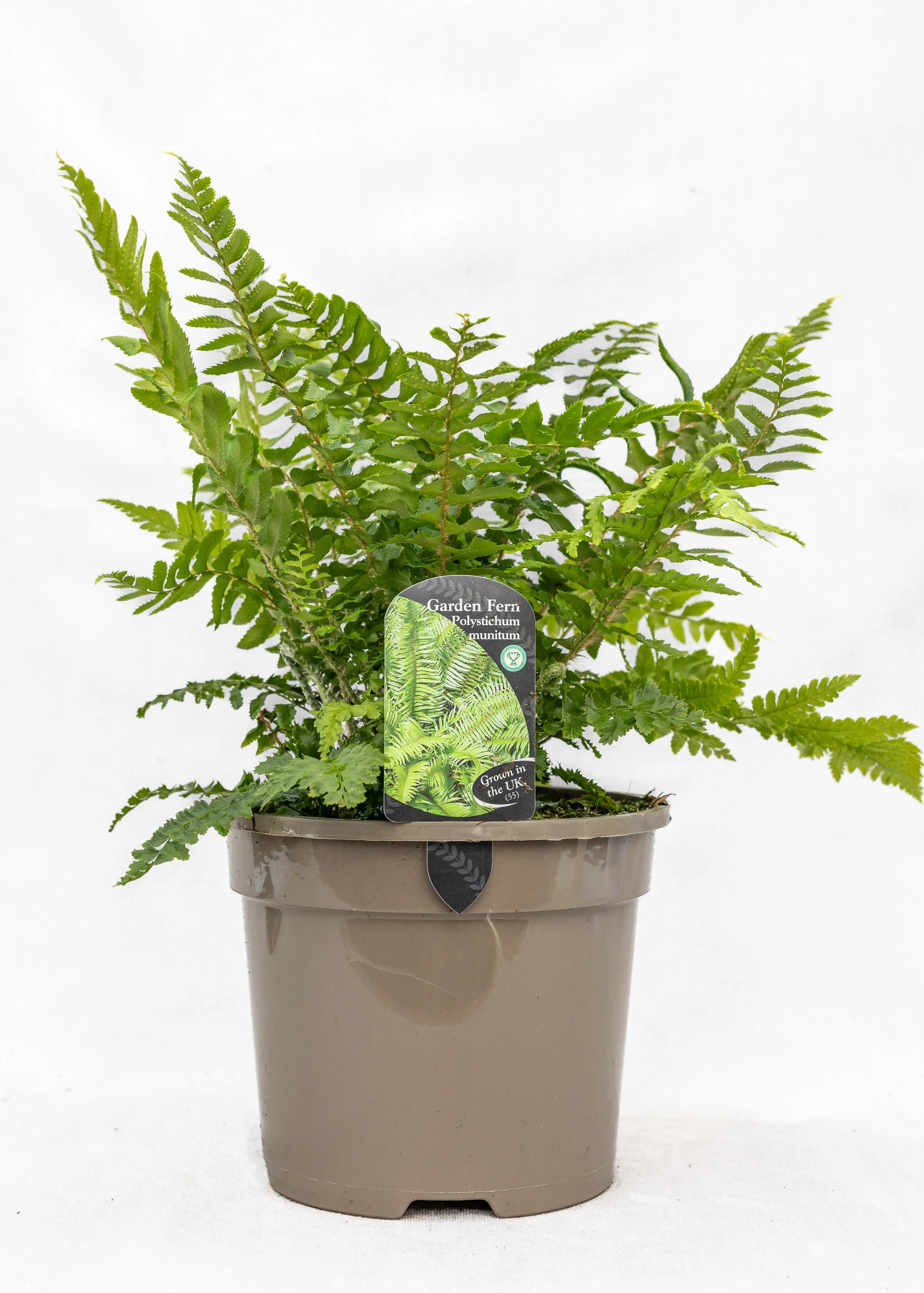 Polystichum munitum