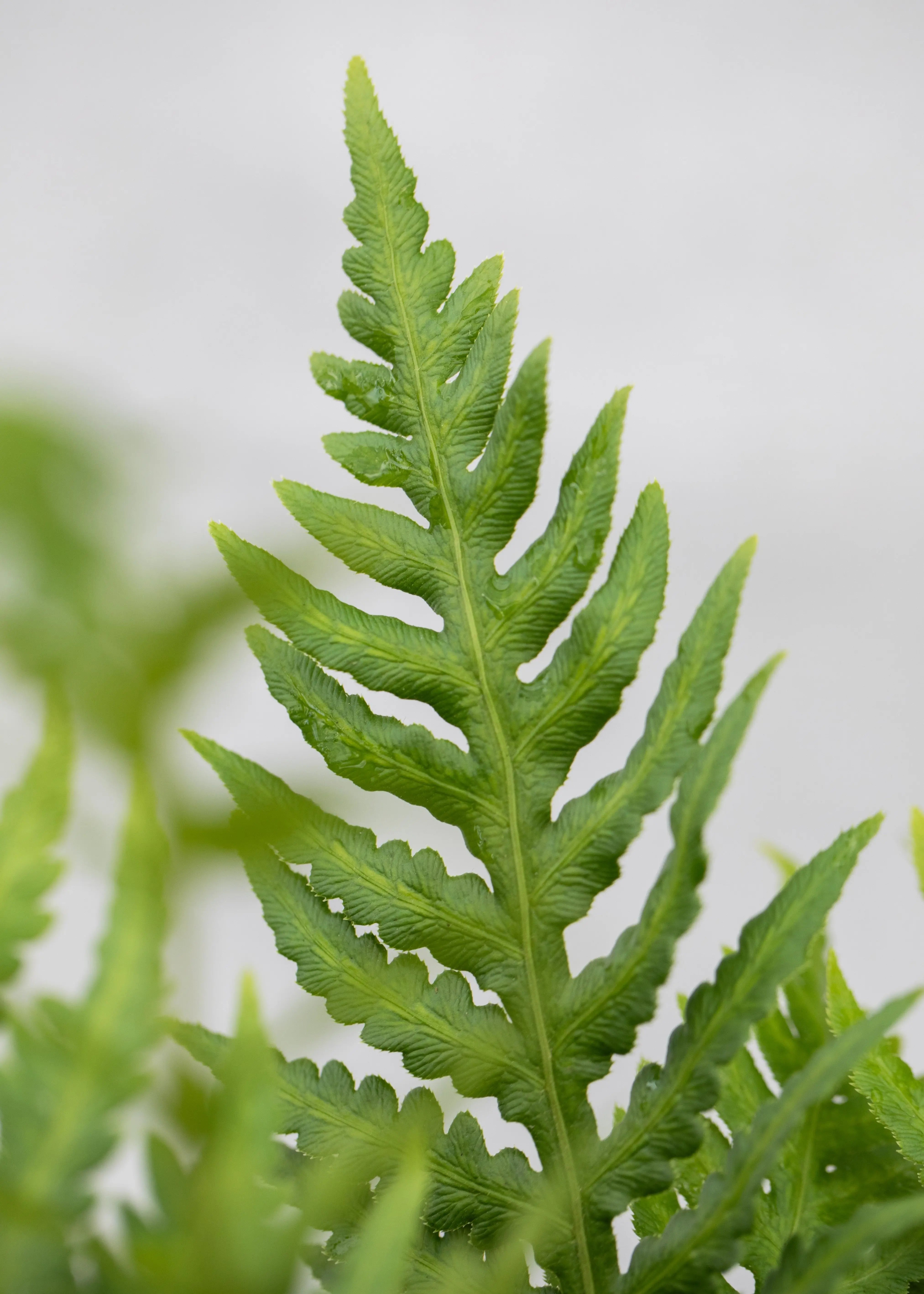 Polystichum munitum