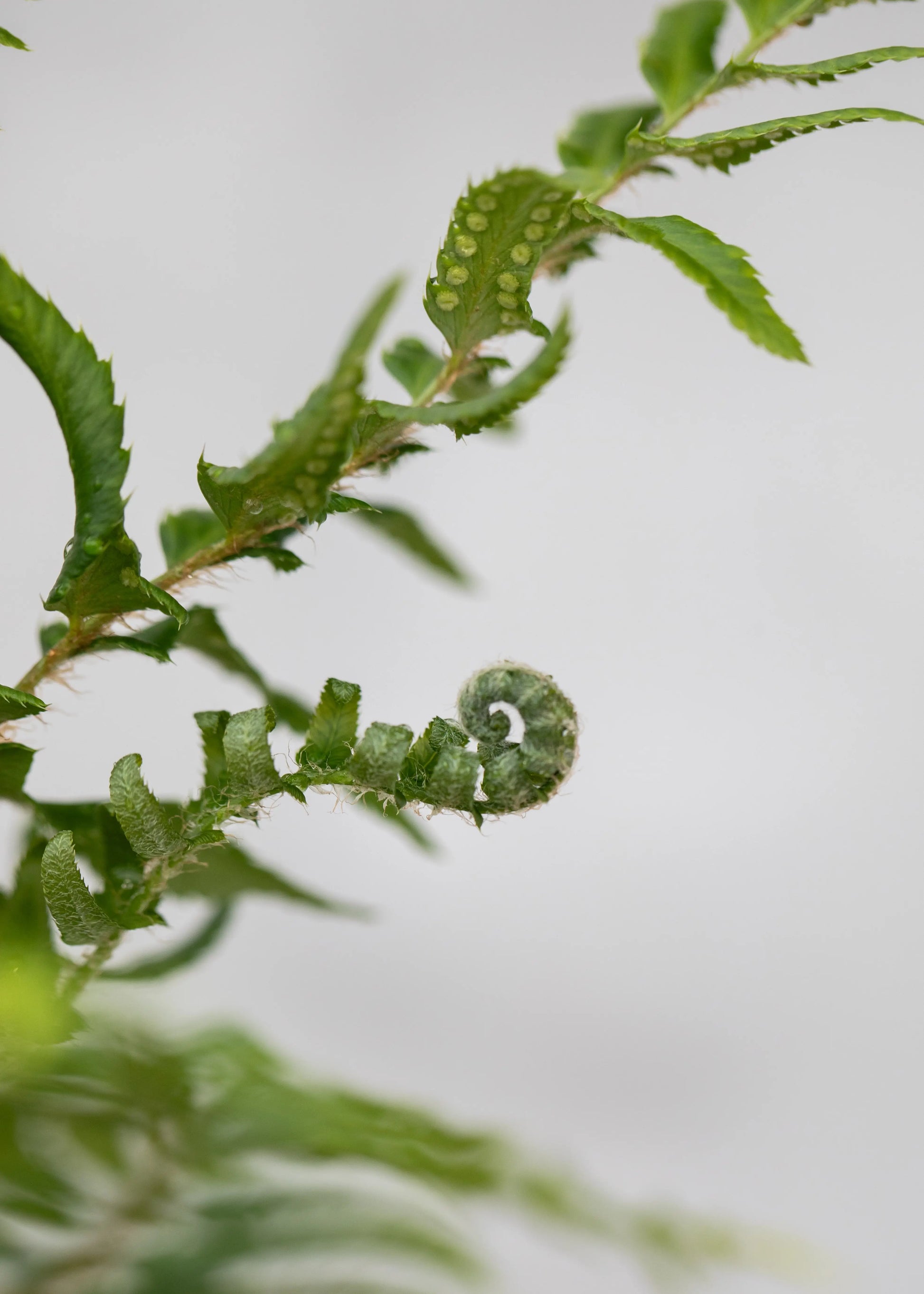 Polystichum munitum