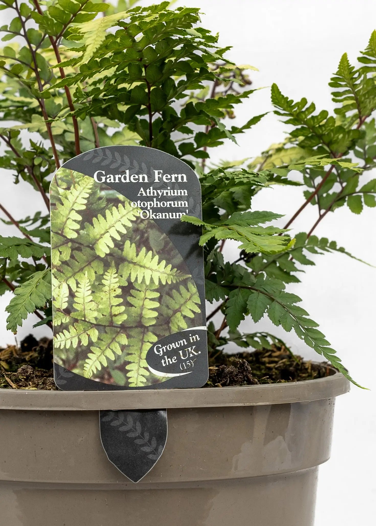Athyrium otophorum 'Okanum'