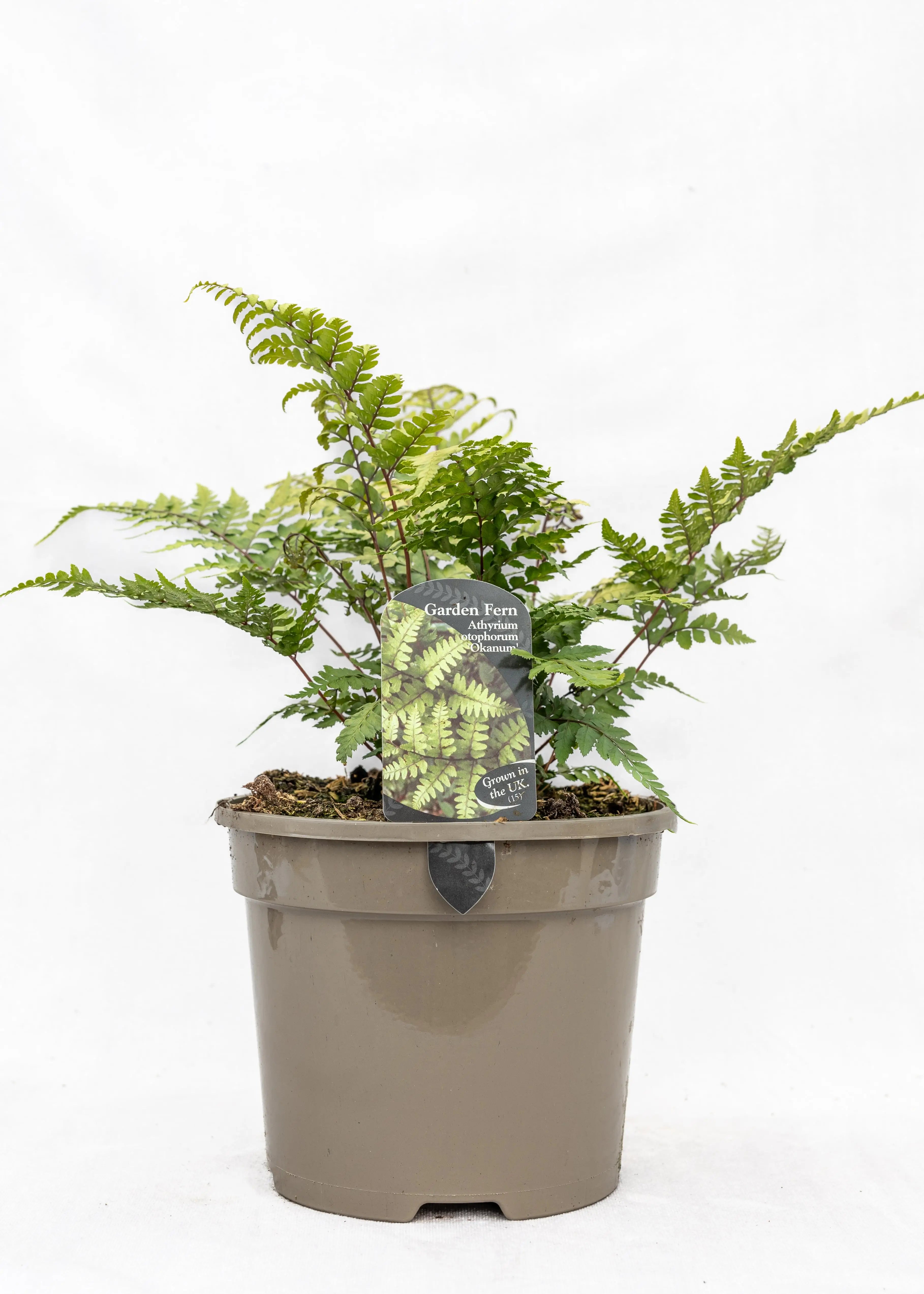 Athyrium otophorum 'Okanum'