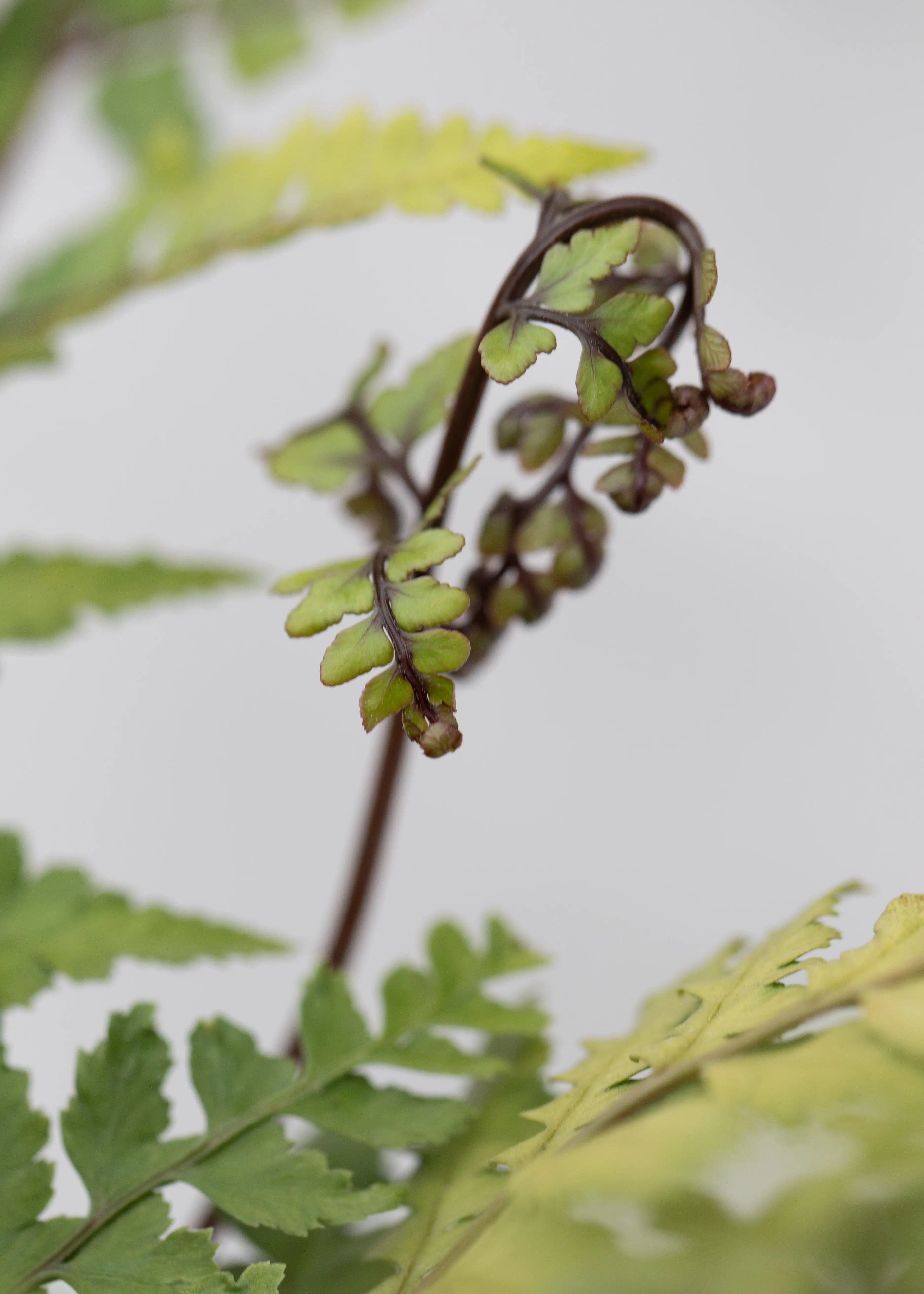 Athyrium otophorum 'Okanum'