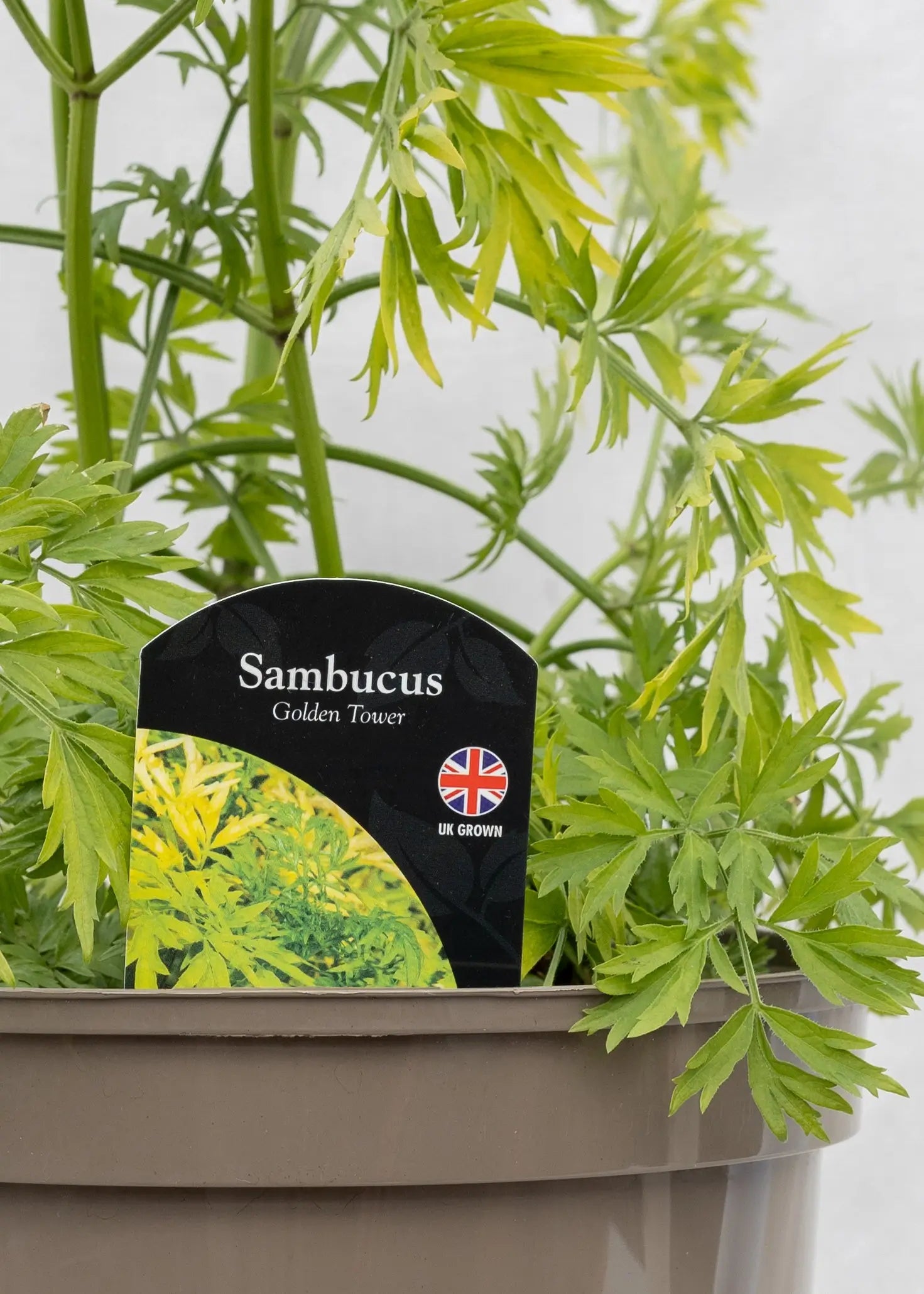 Sambucus 'Golden Tower'