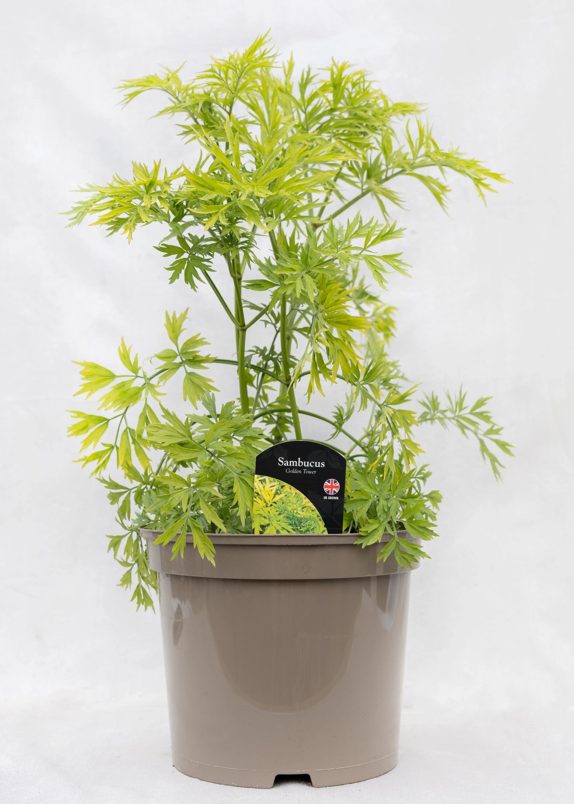 Sambucus 'Golden Tower'
