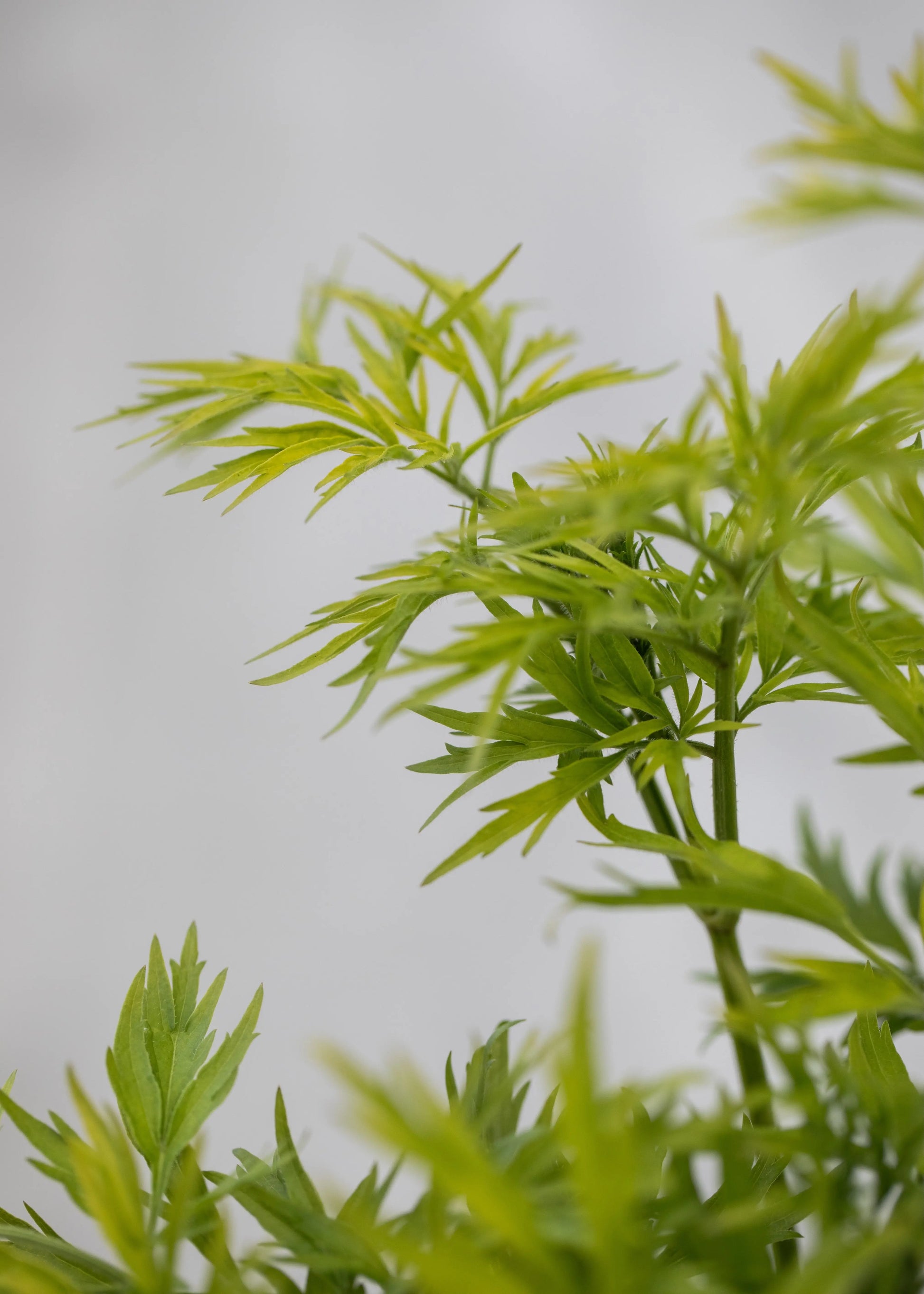Sambucus 'Golden Tower'