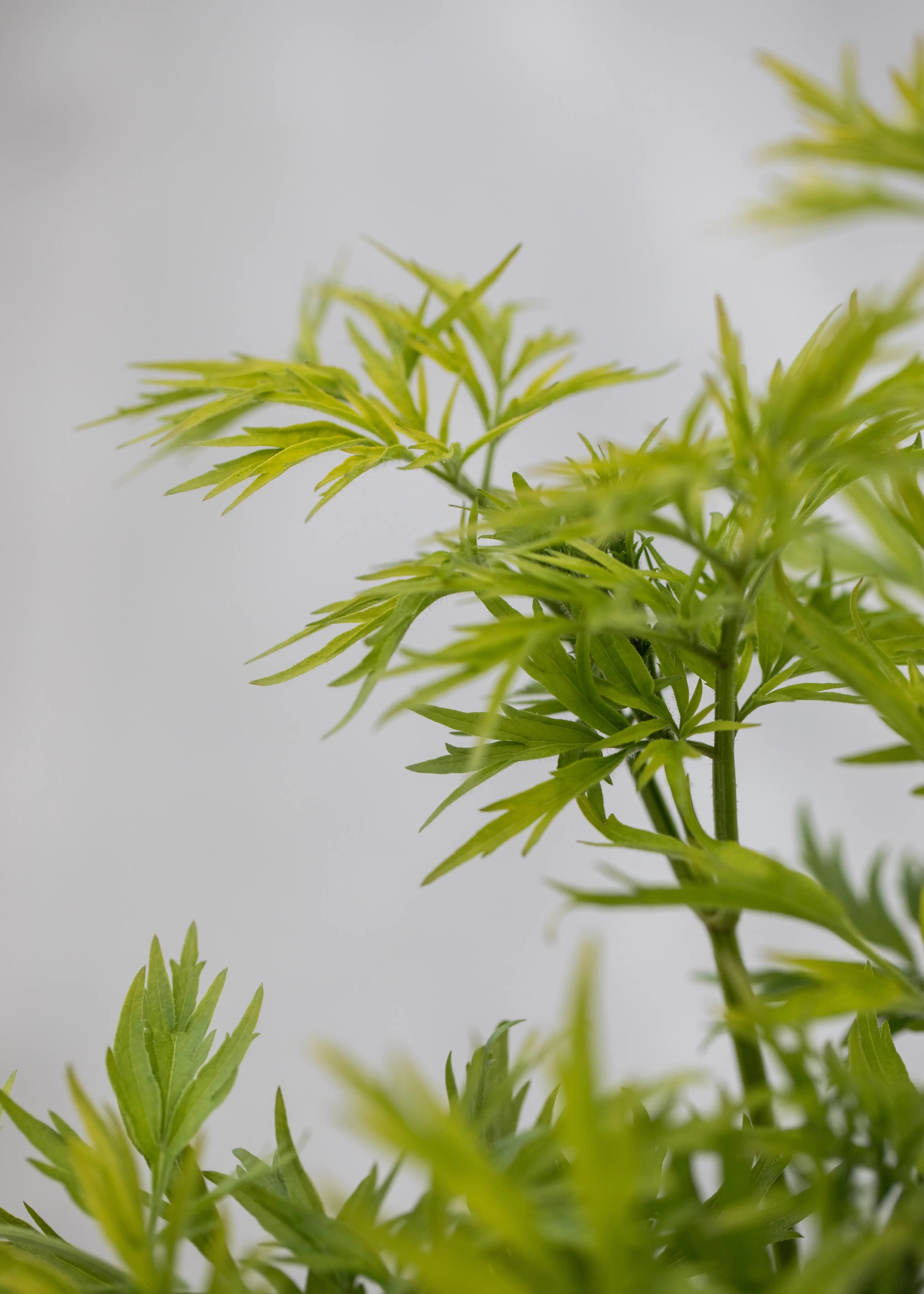 Sambucus 'Golden Tower'