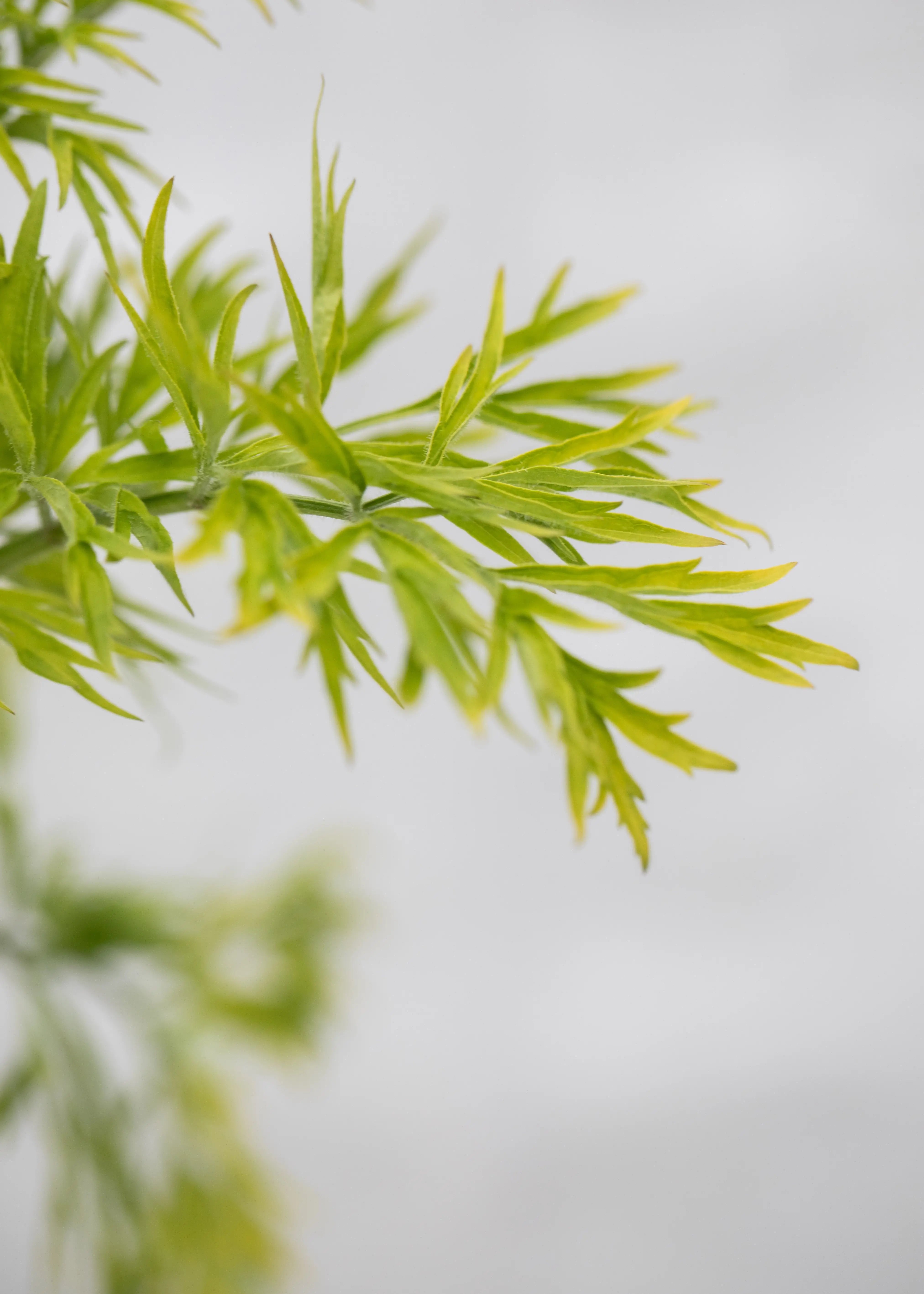 Sambucus 'Golden Tower'
