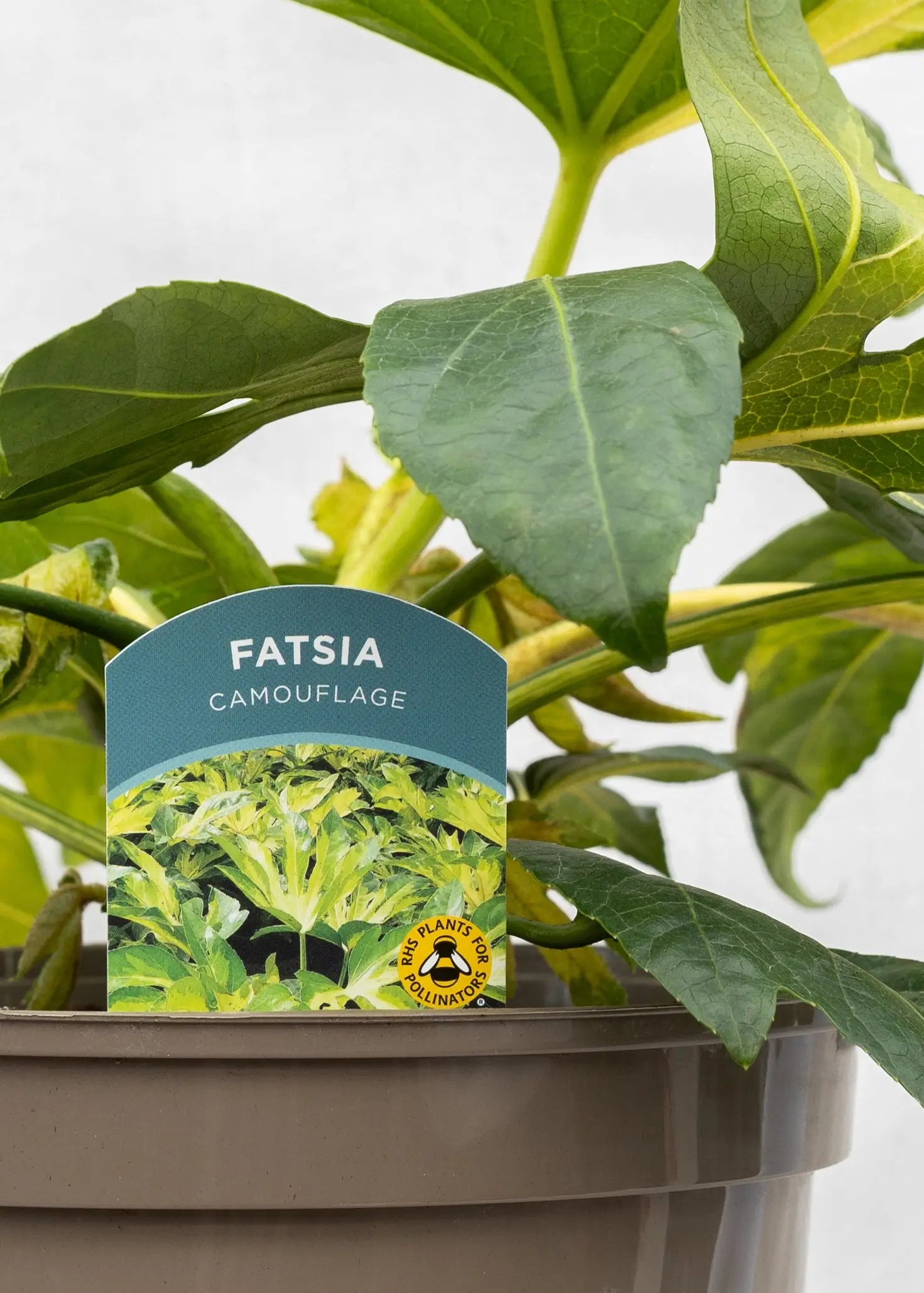 Fatsia 'Camouflage'