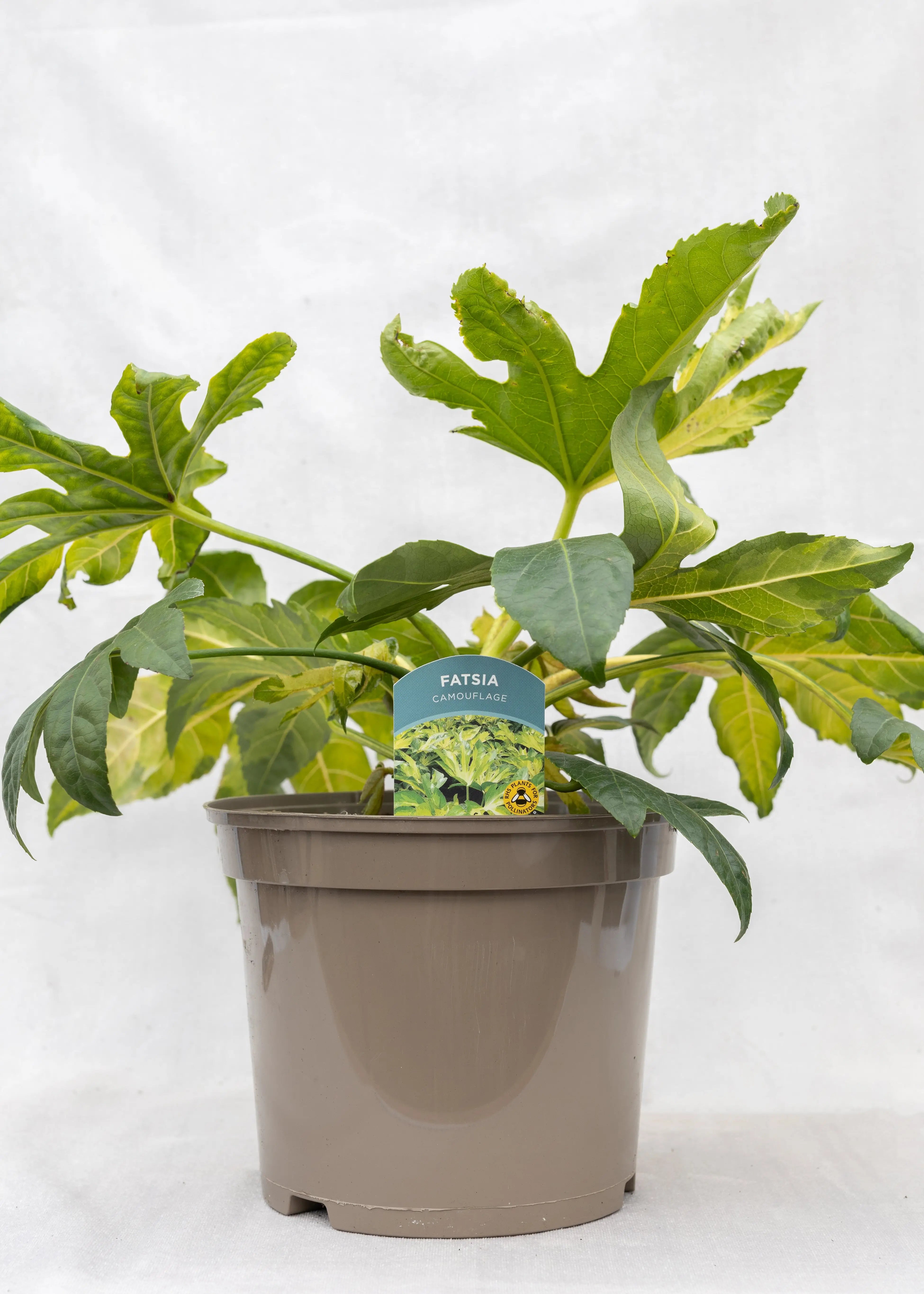 Fatsia 'Camouflage'