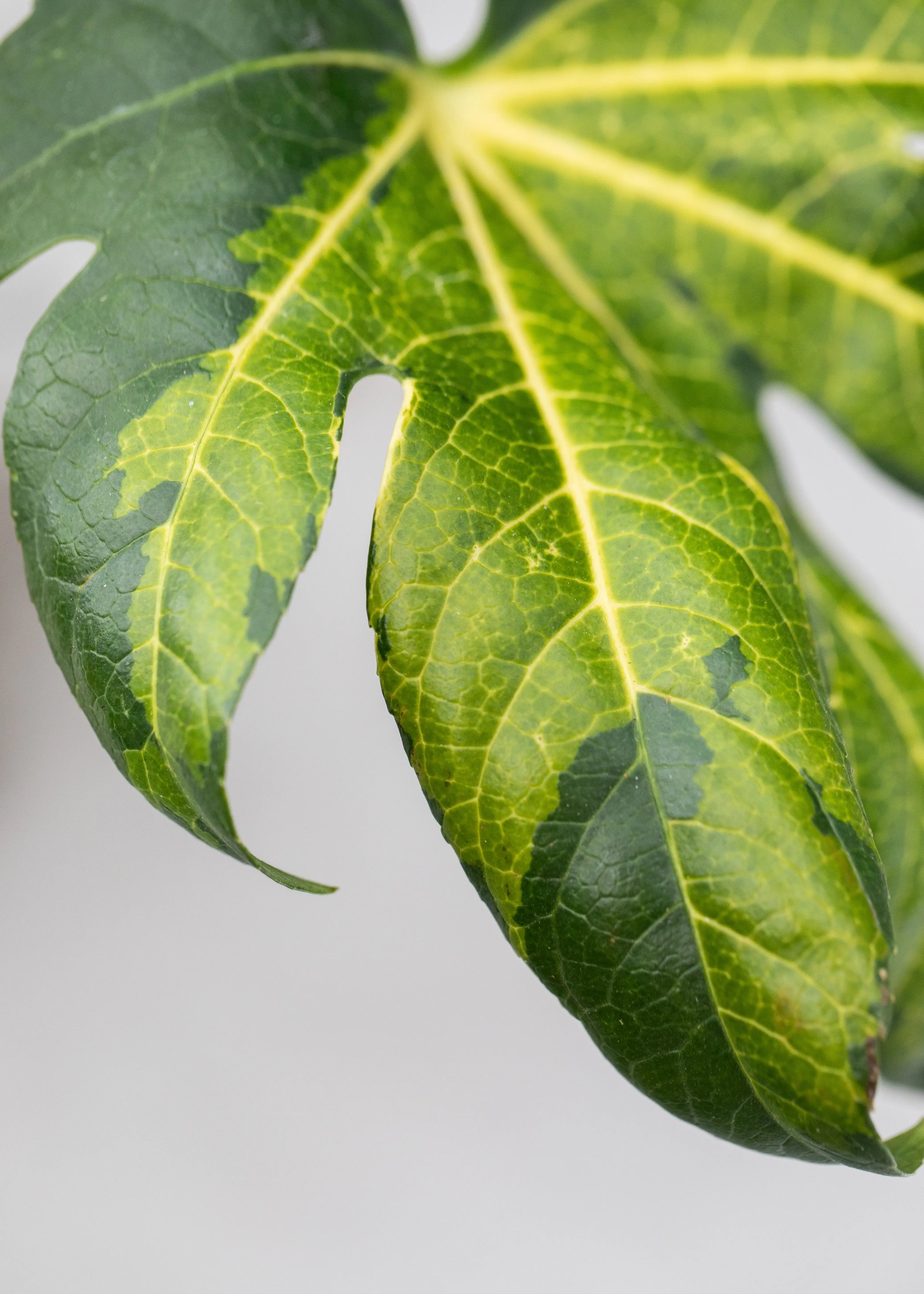 Fatsia 'Camouflage'