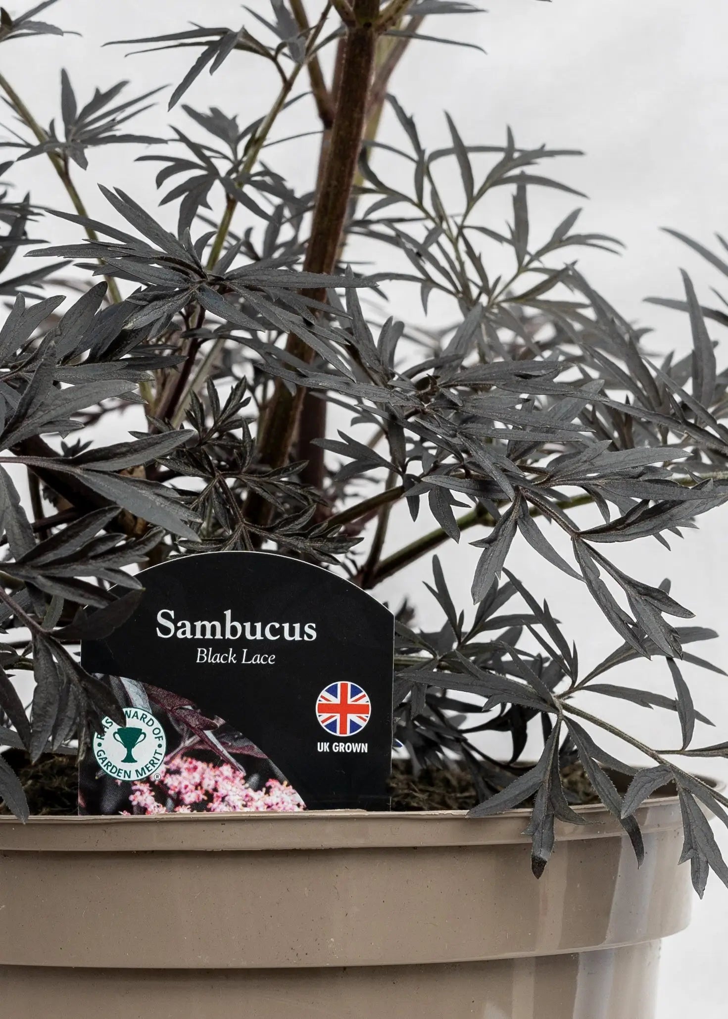 Sambucus nigra 'Black Lace'