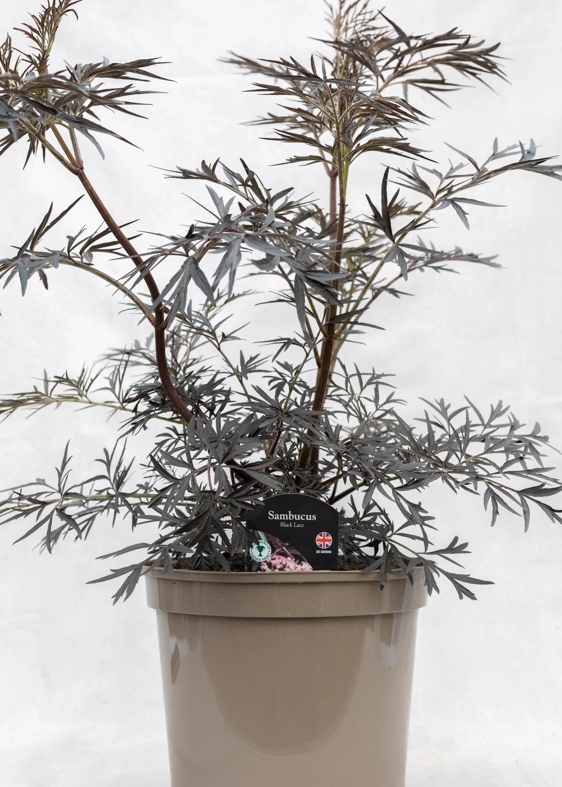 Sambucus nigra 'Black Lace'