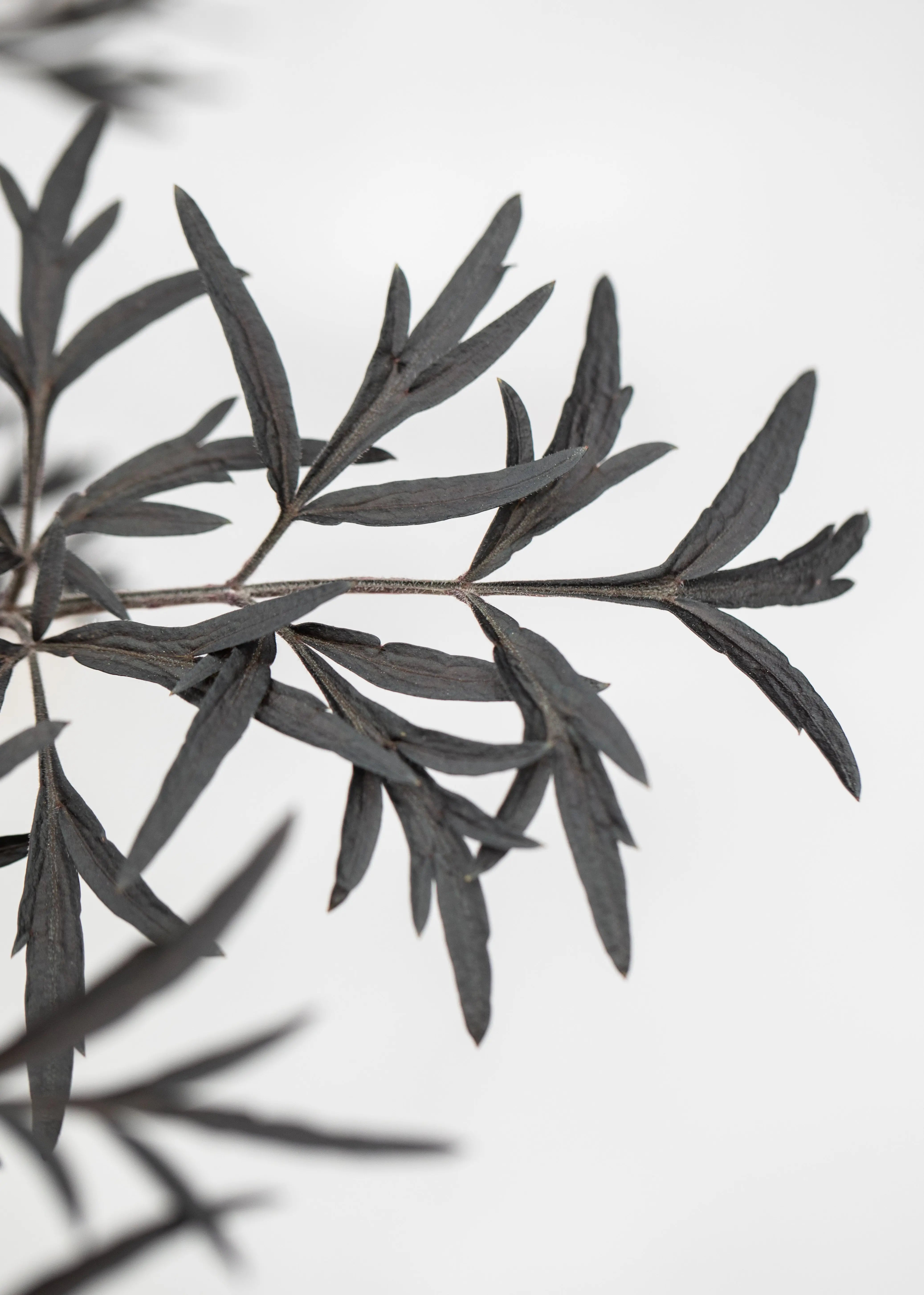 Sambucus nigra 'Black Lace'