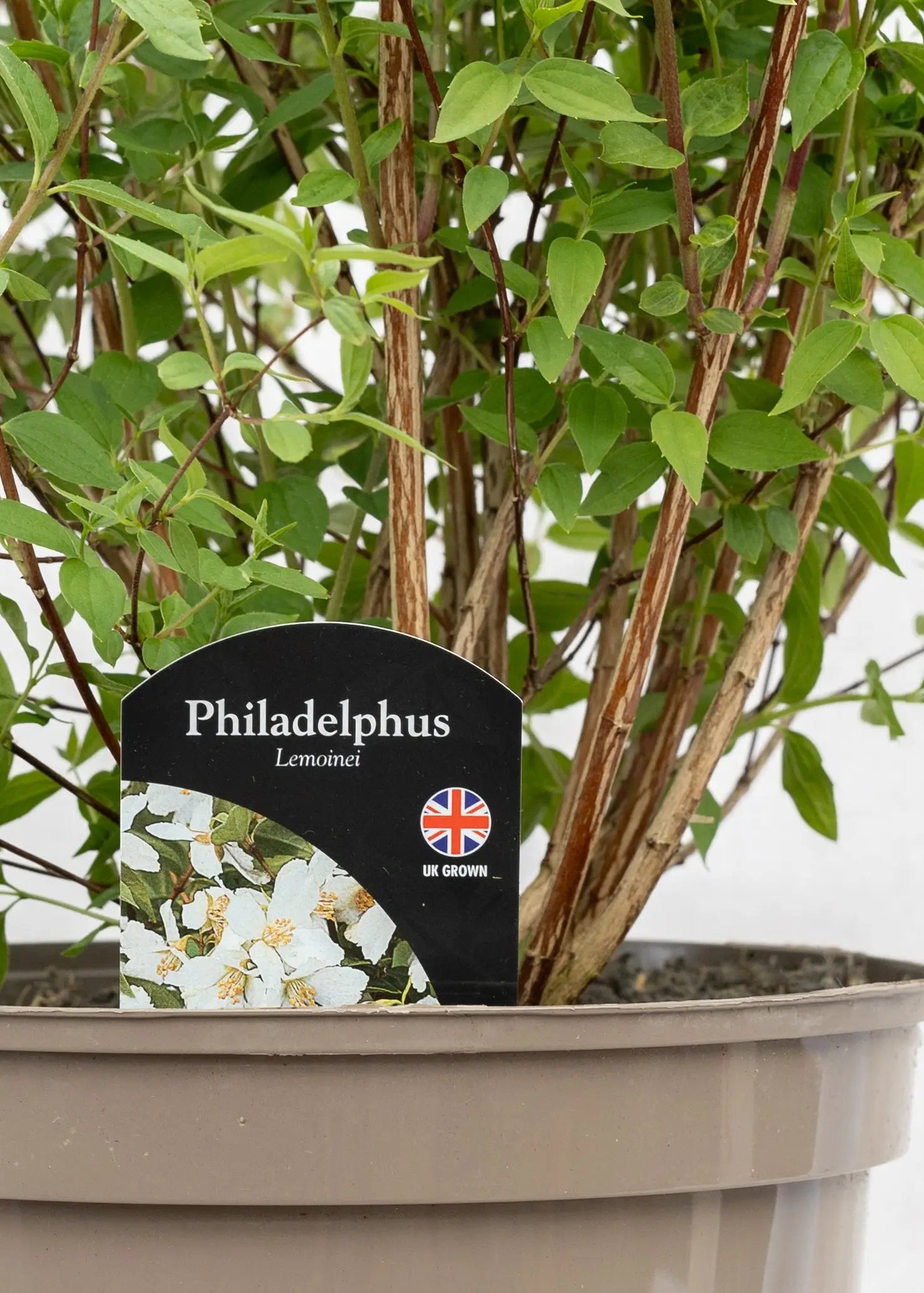 Philadelphus 'Lemoinei'