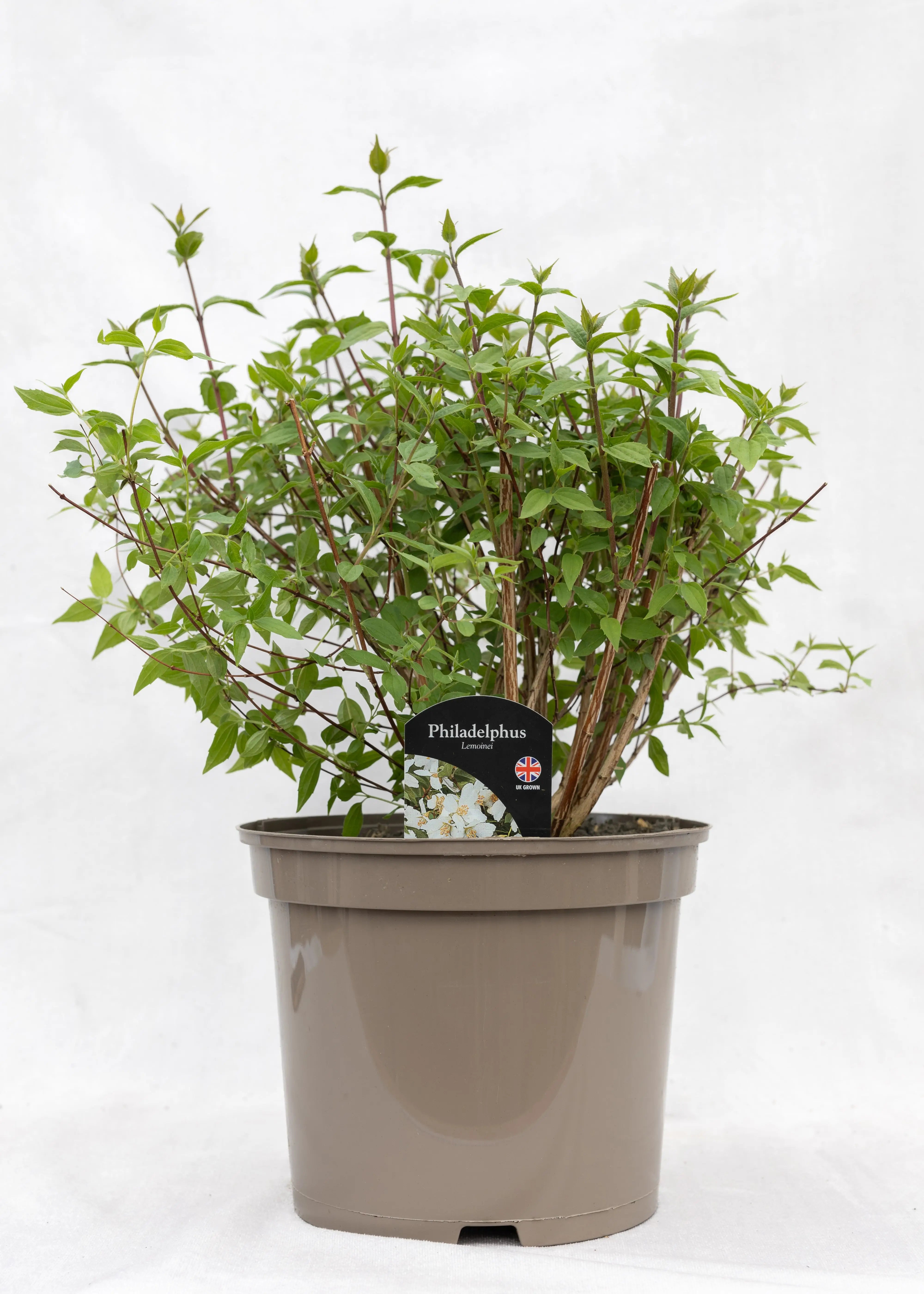 Philadelphus 'Lemoinei'