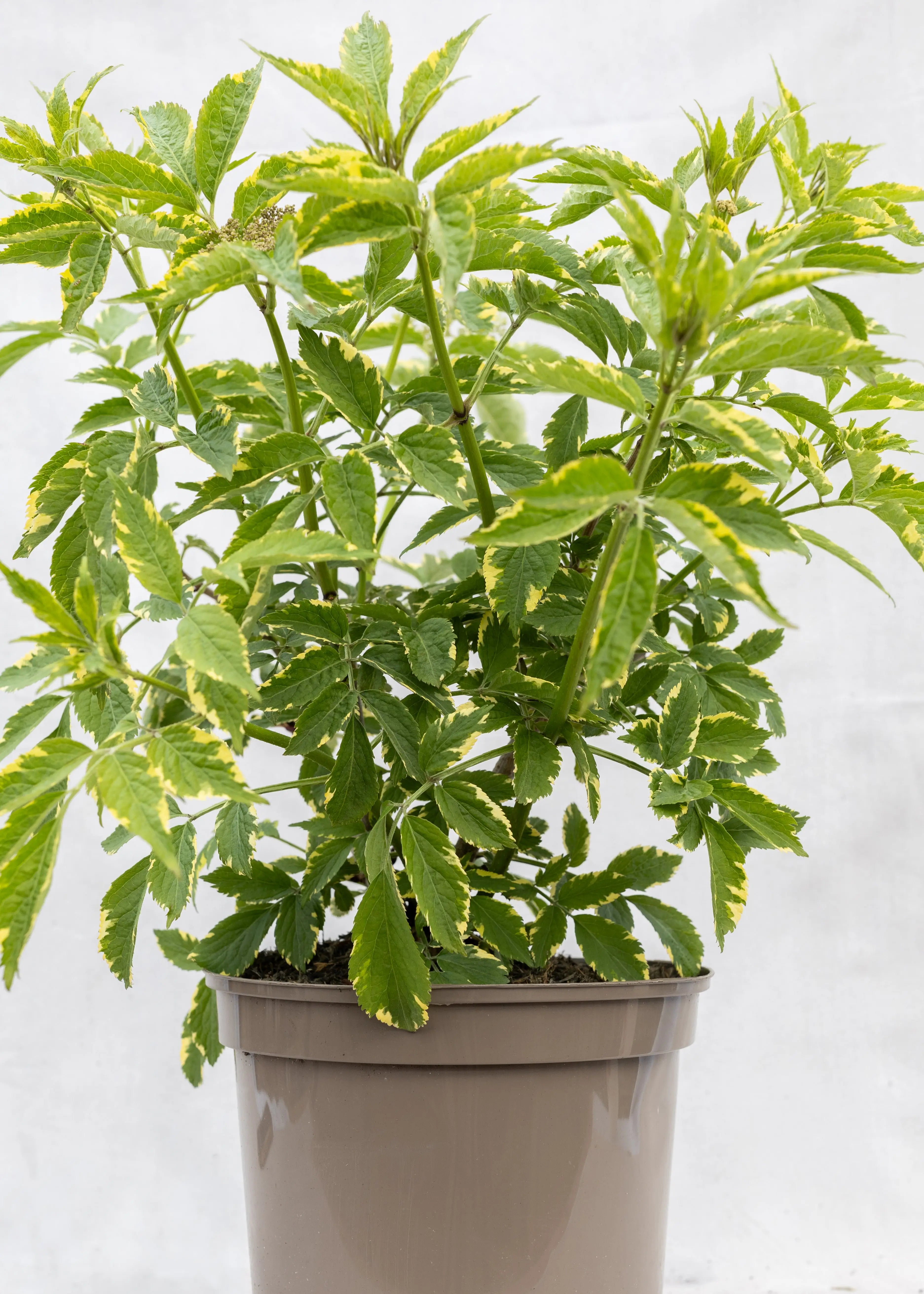 Sambucus 'Gold Spark'
