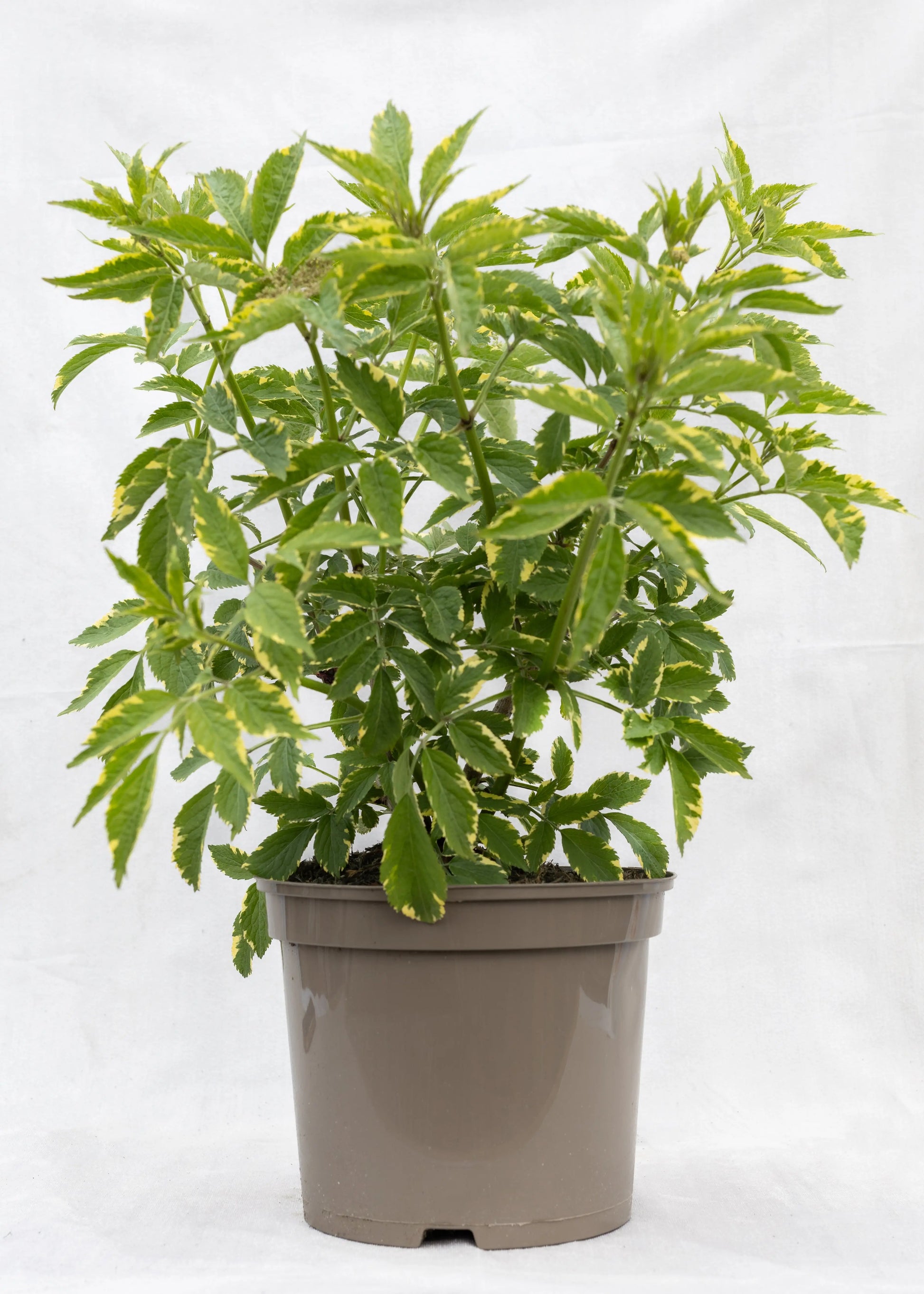 Sambucus 'Gold Spark'