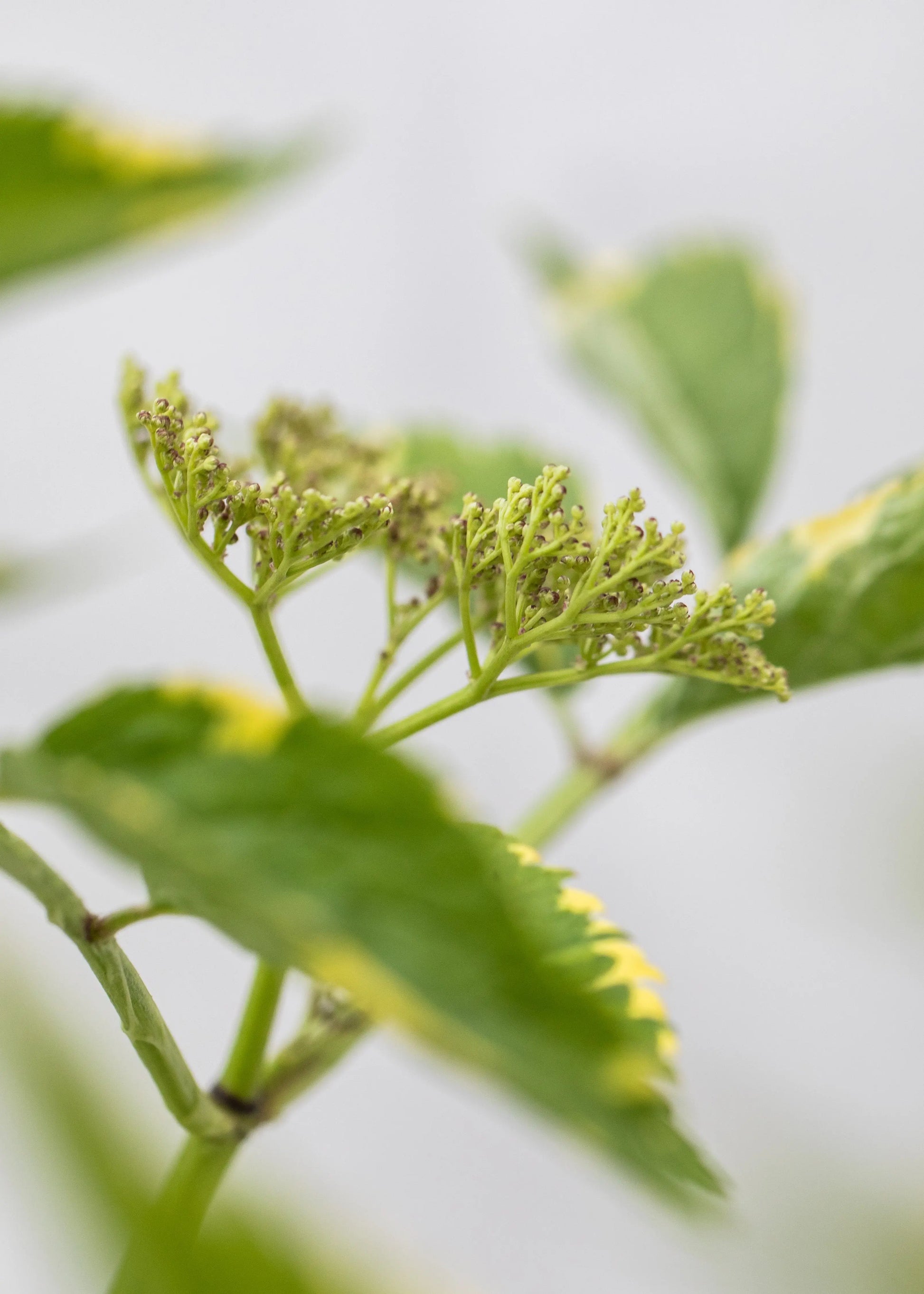 Sambucus 'Gold Spark'
