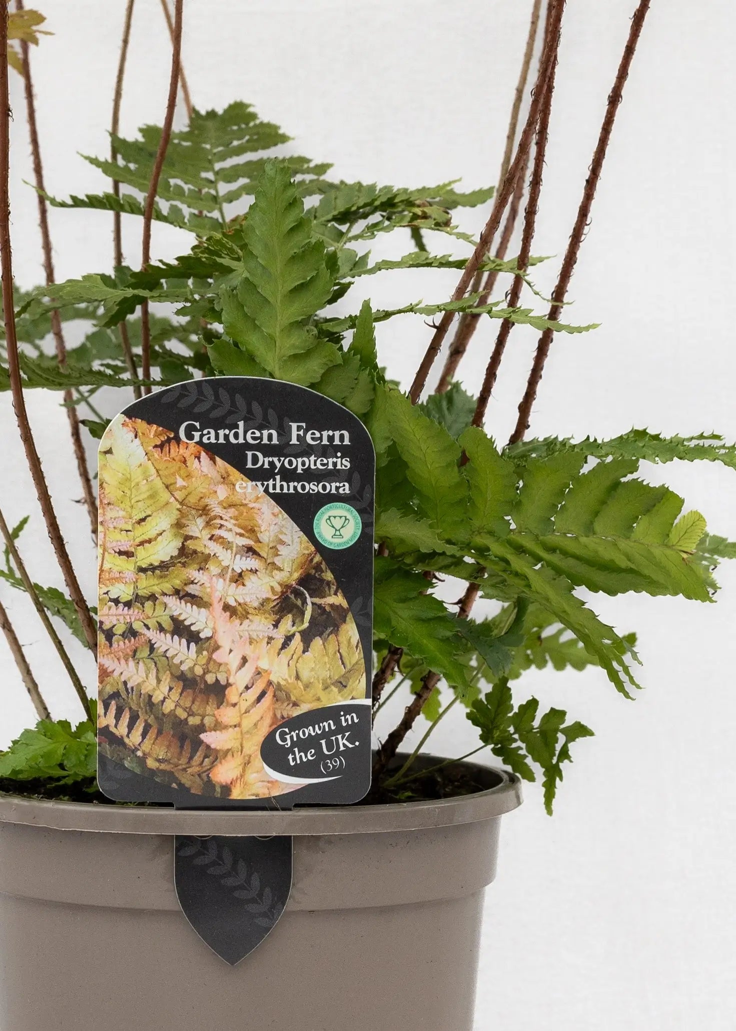 Dryopteris erythrosora