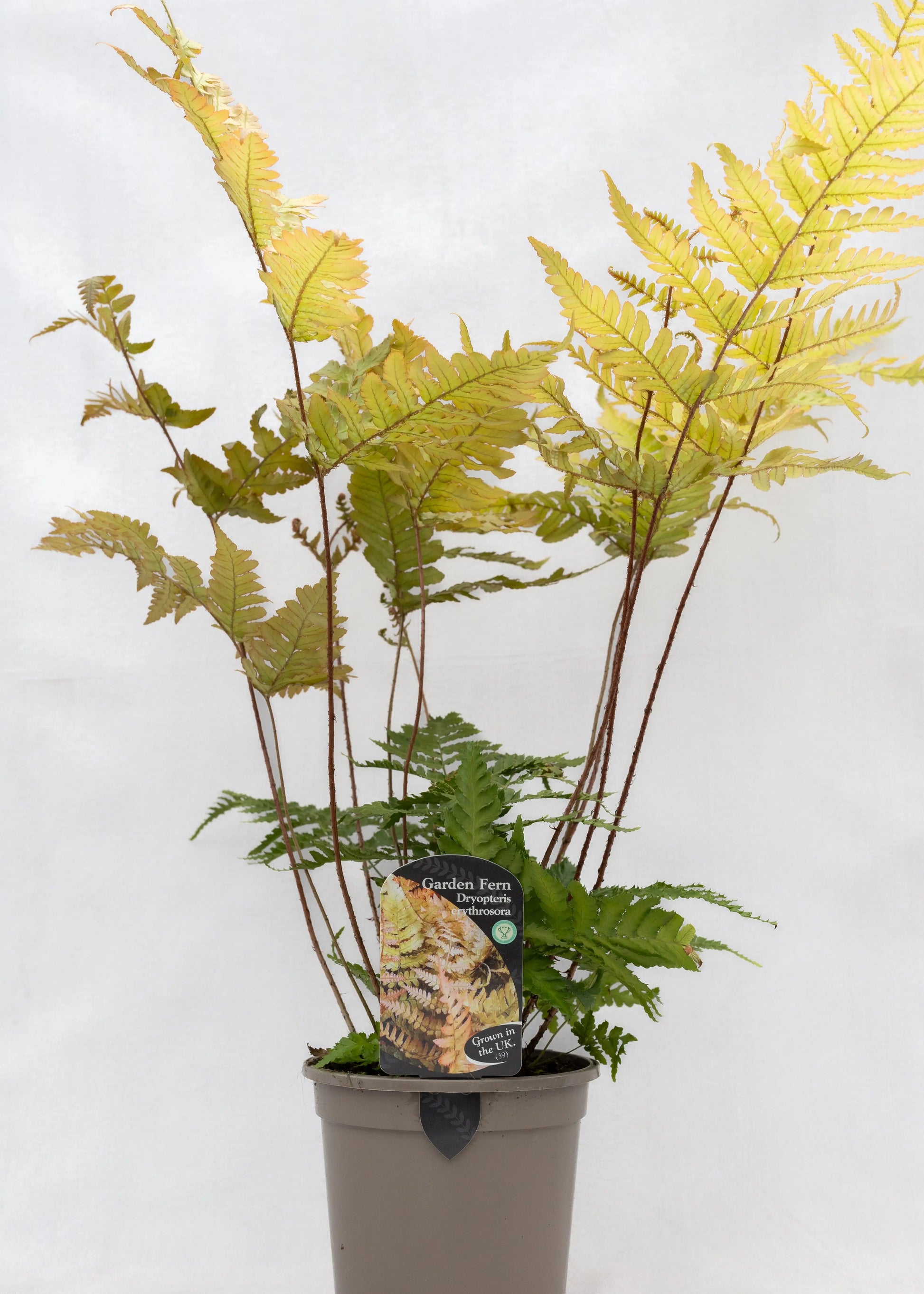 Dryopteris erythrosora