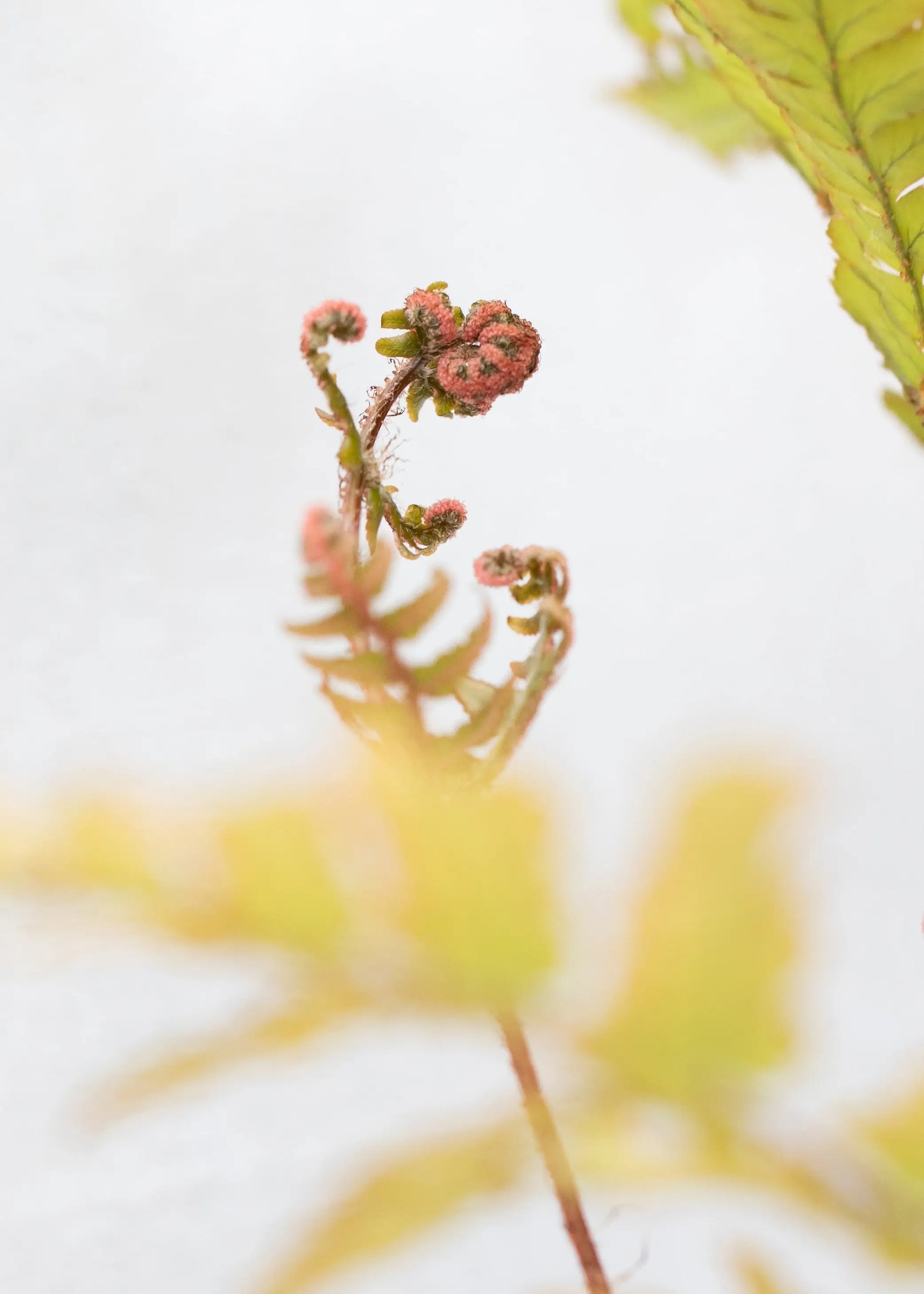 Dryopteris erythrosora