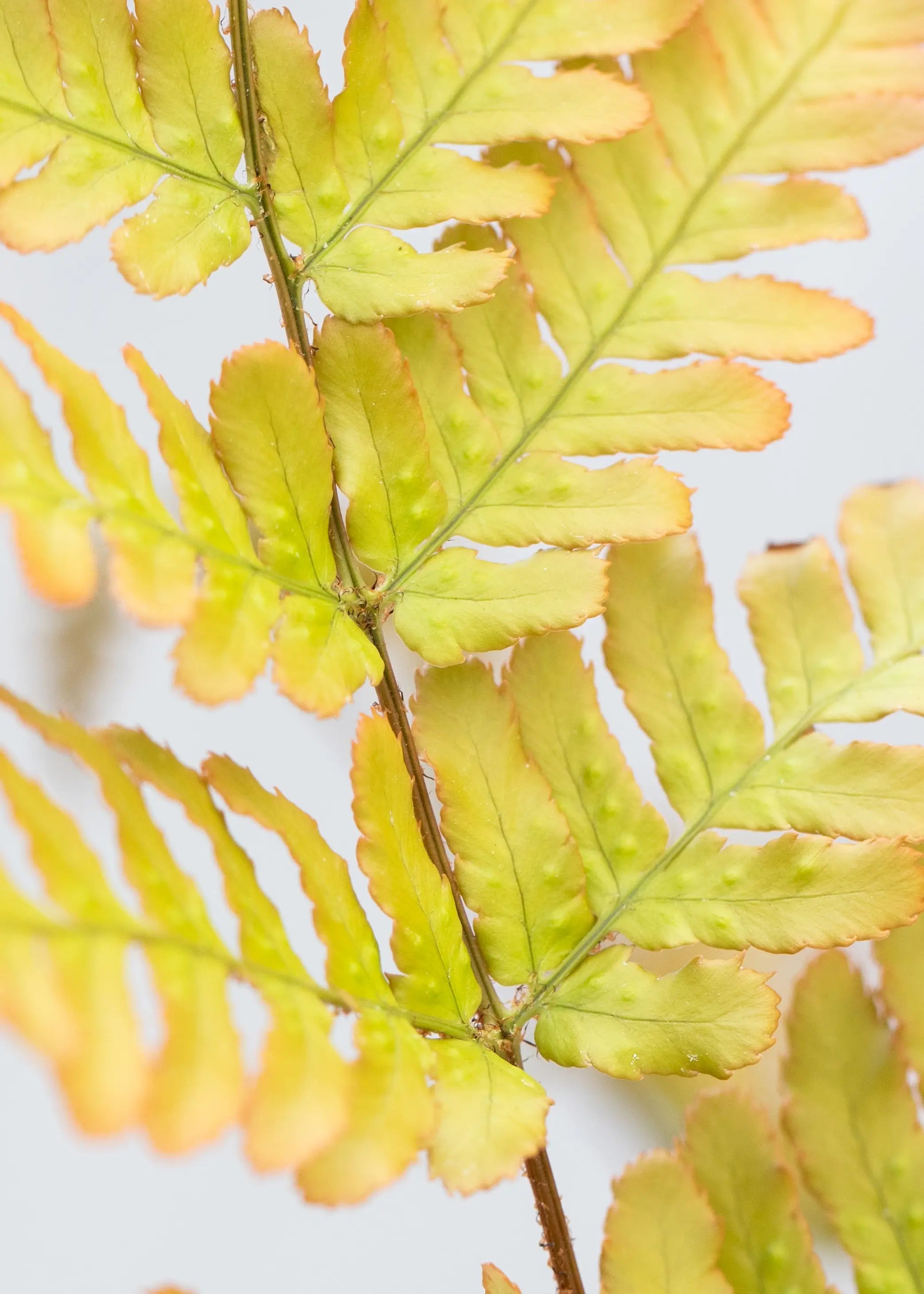 Dryopteris erythrosora