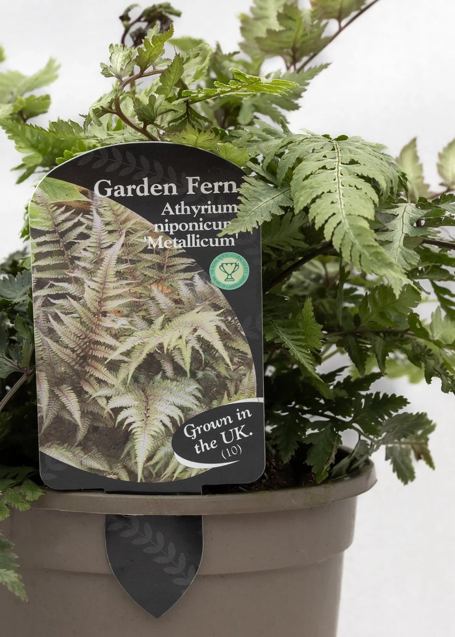 Athyrium niponicum 'Metallicum'