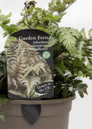 Athyrium niponicum 'Metallicum'