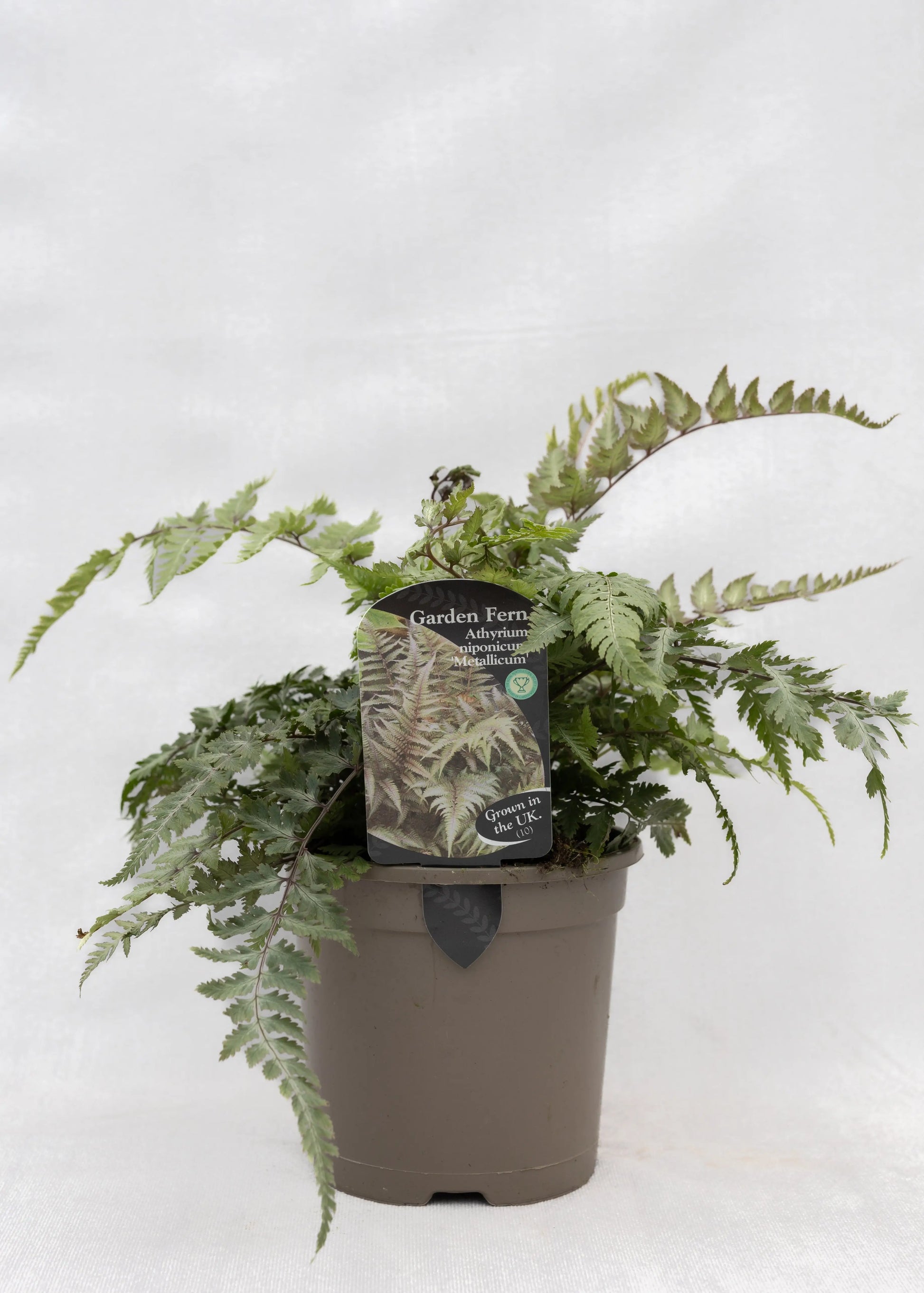 Athyrium niponicum 'Metallicum'